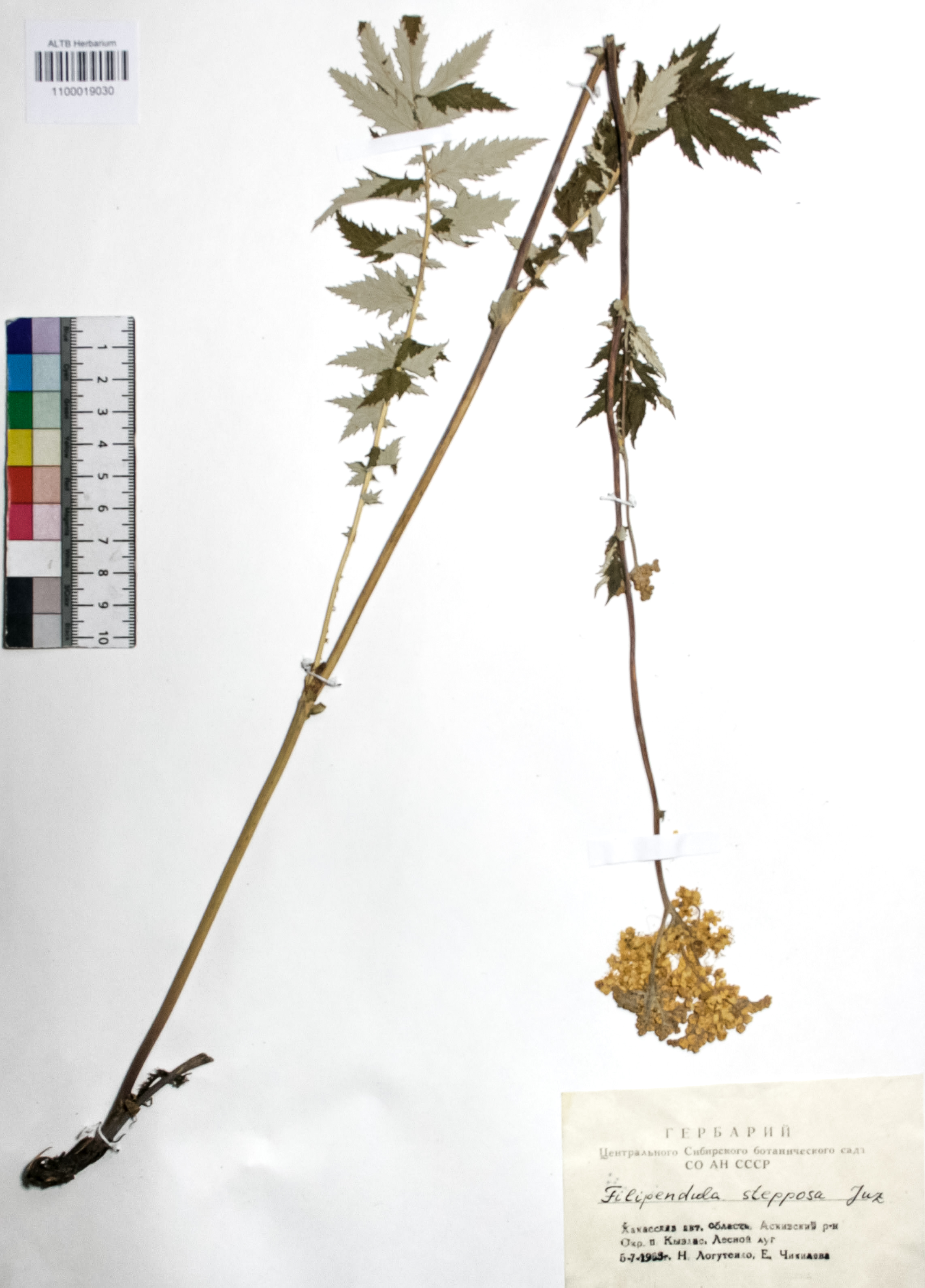 Filipendula stepposa Juz.