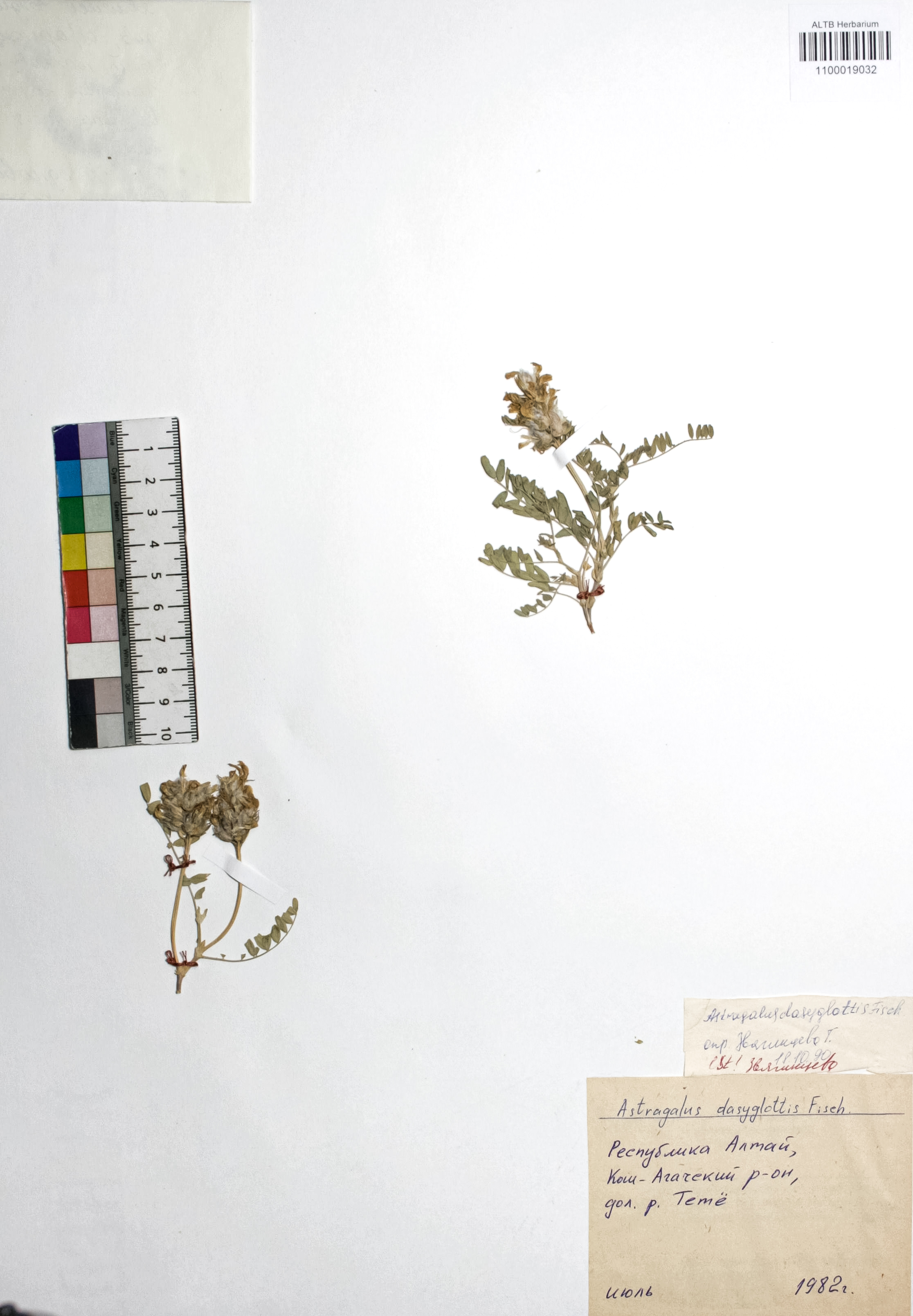 Astragalus dasyglottis Fisch. ex DC.