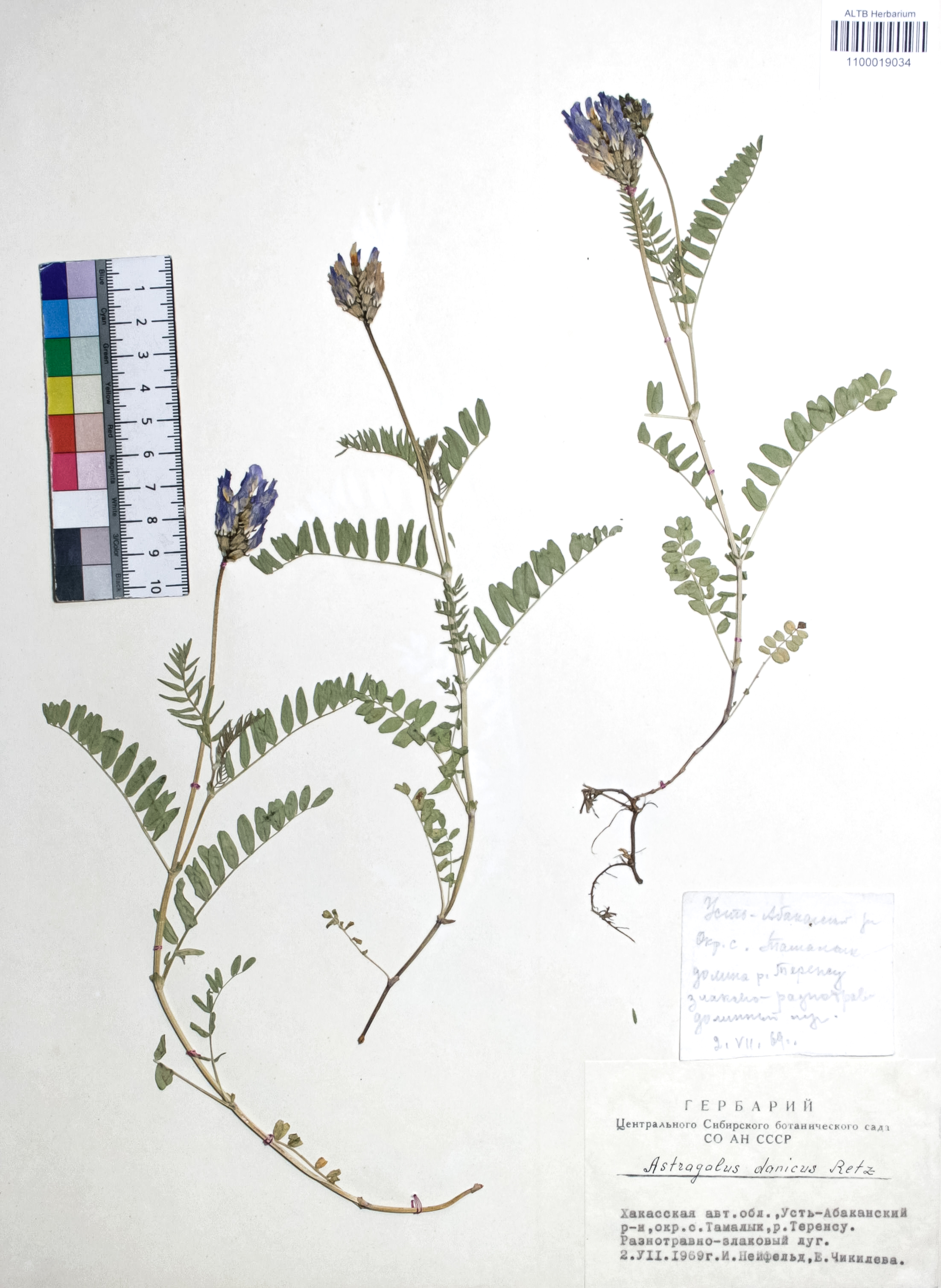 Astragalus danicus Retz.