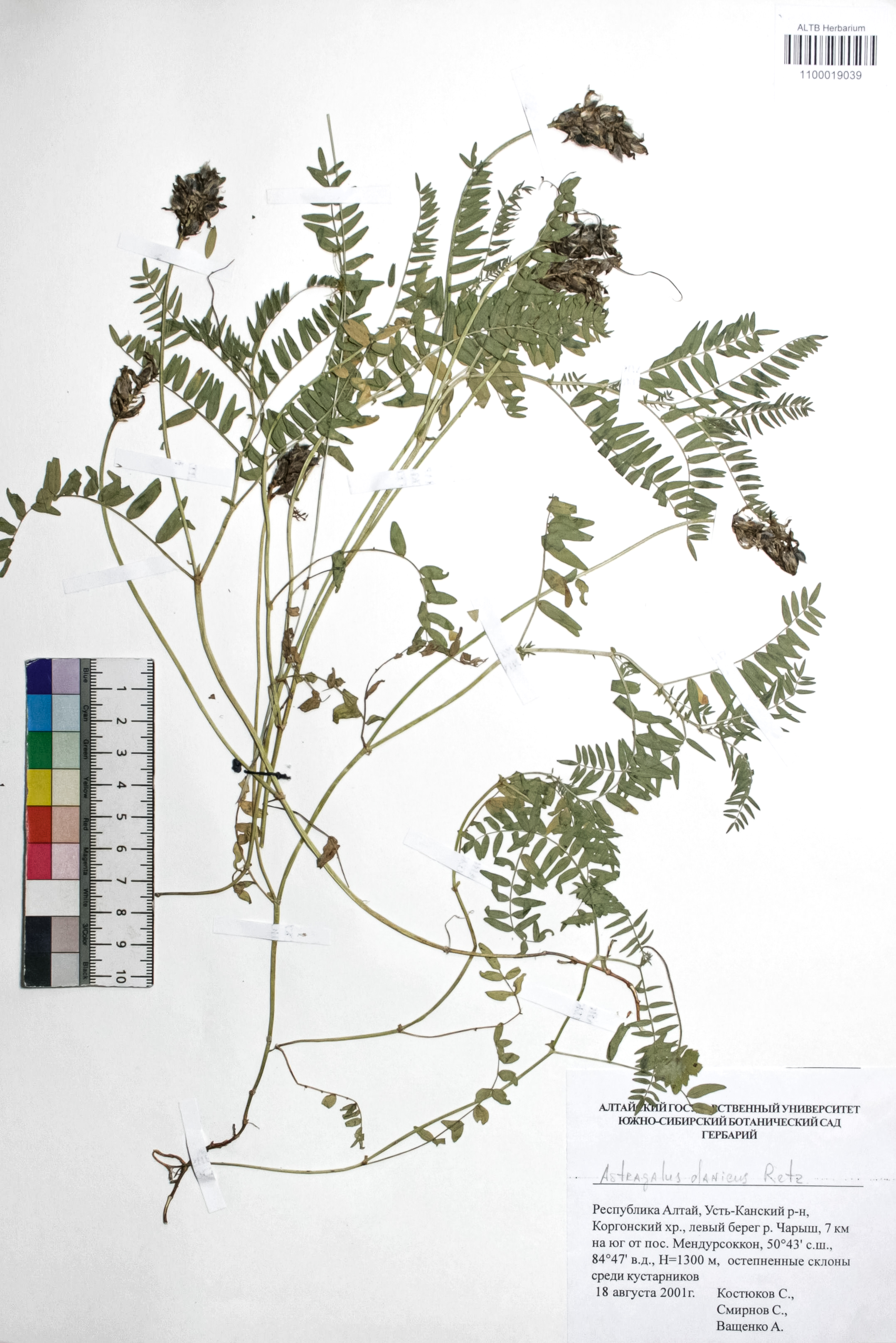 Astragalus danicus Retz.