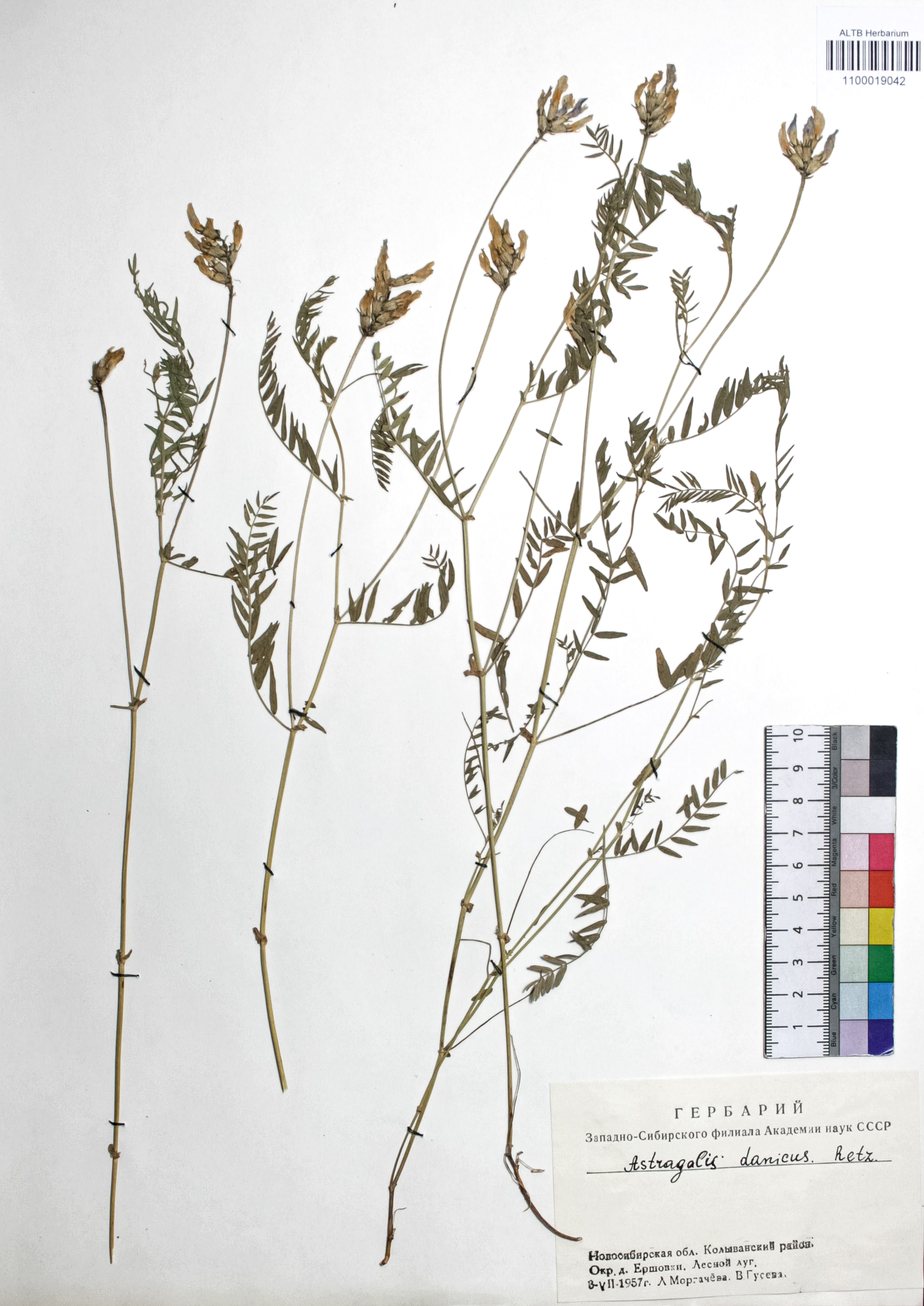 Astragalus danicus Retz.