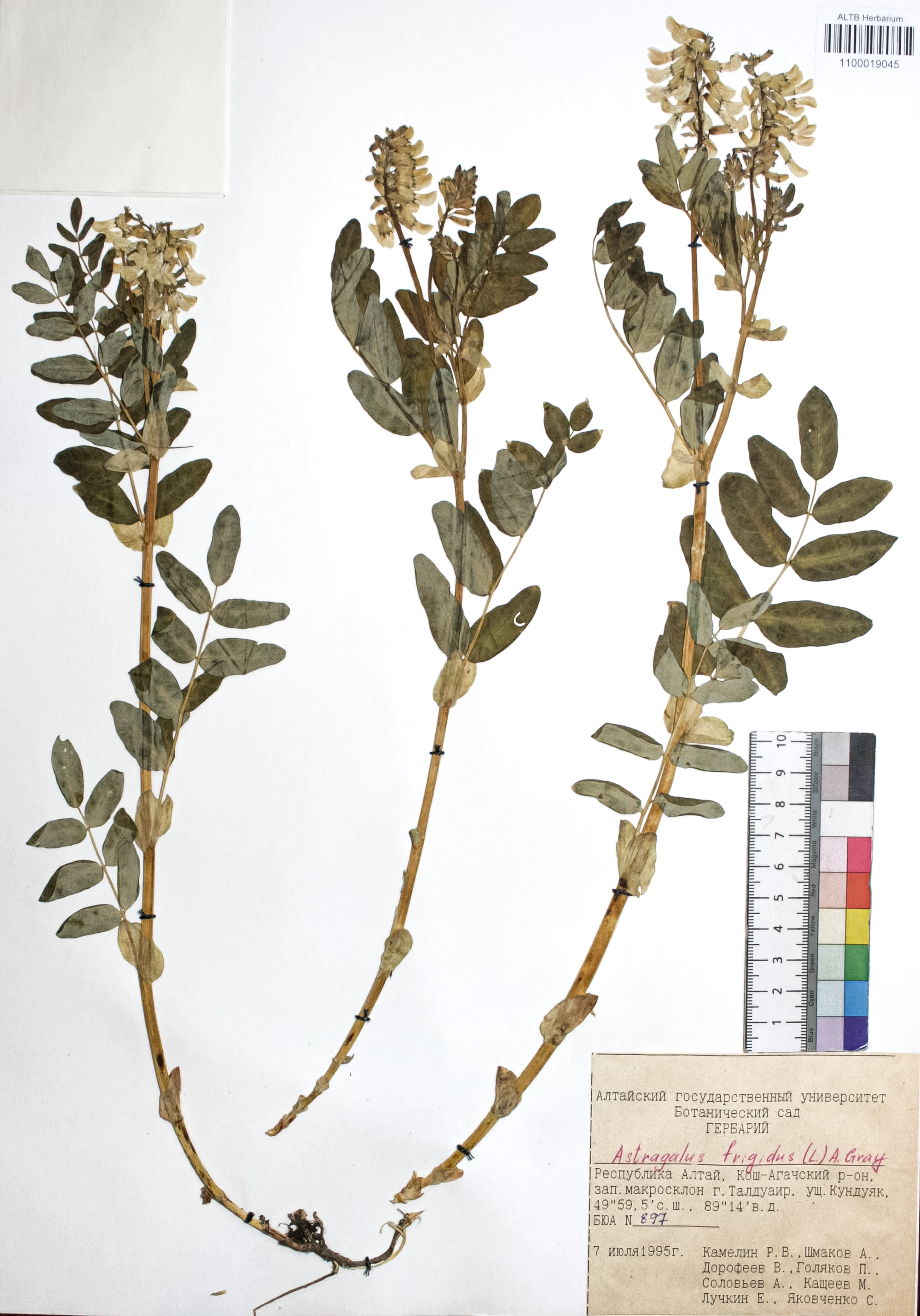 Astragalus frigidus (L.) A. Gray