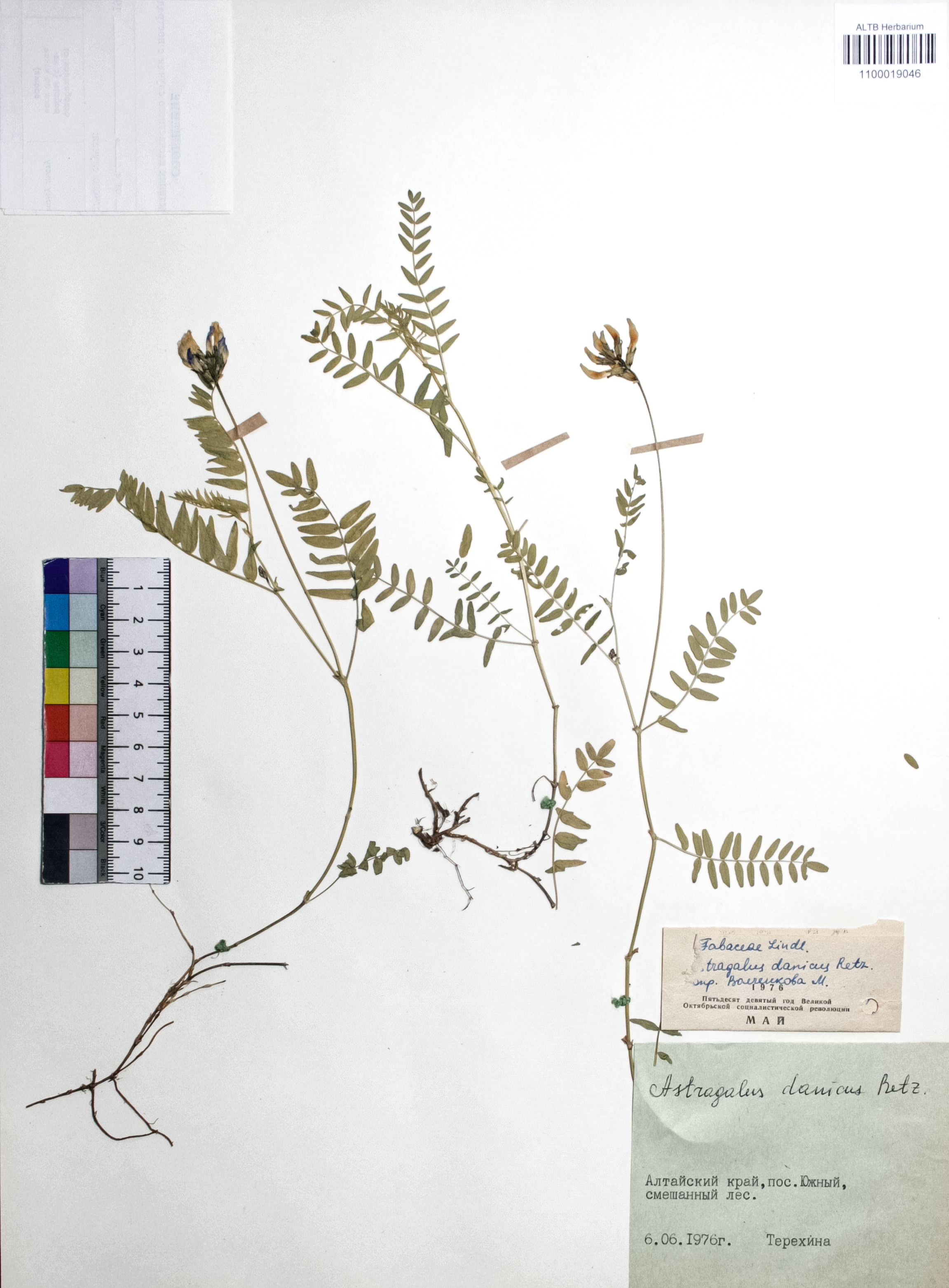 Astragalus danicus Retz.