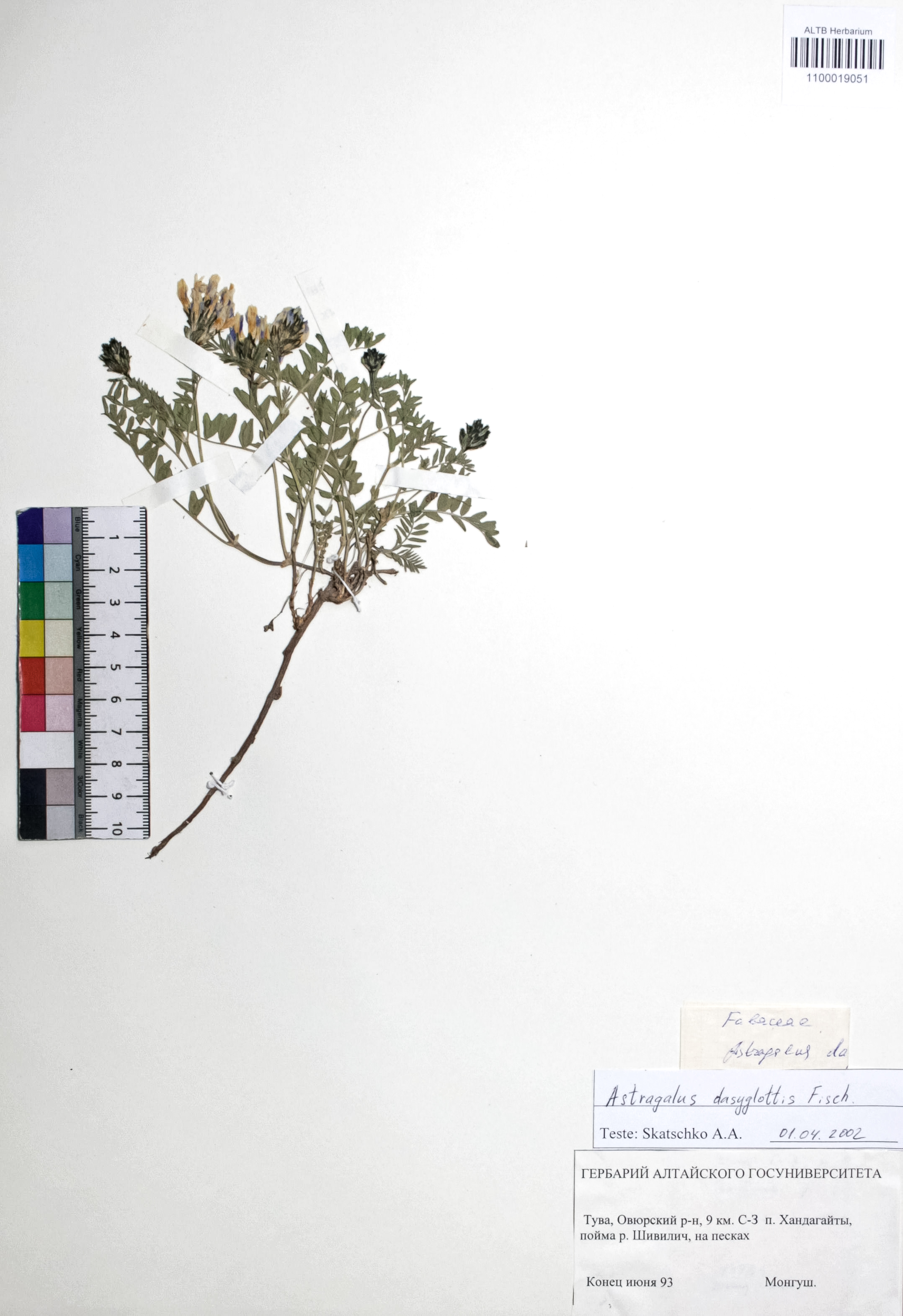 Astragalus dasyglottis Fisch. ex DC.