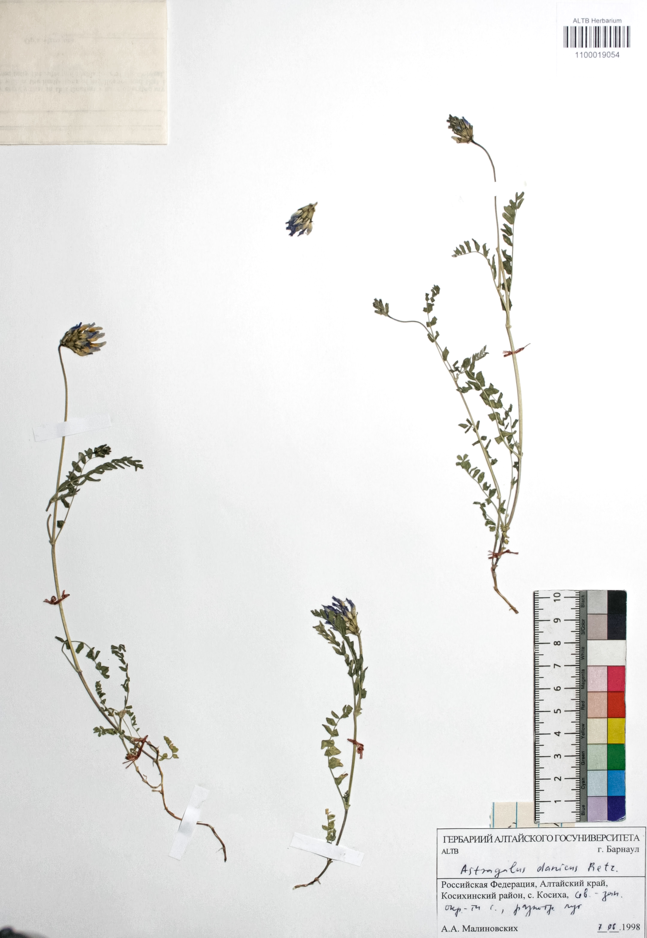 Astragalus danicus Retz.
