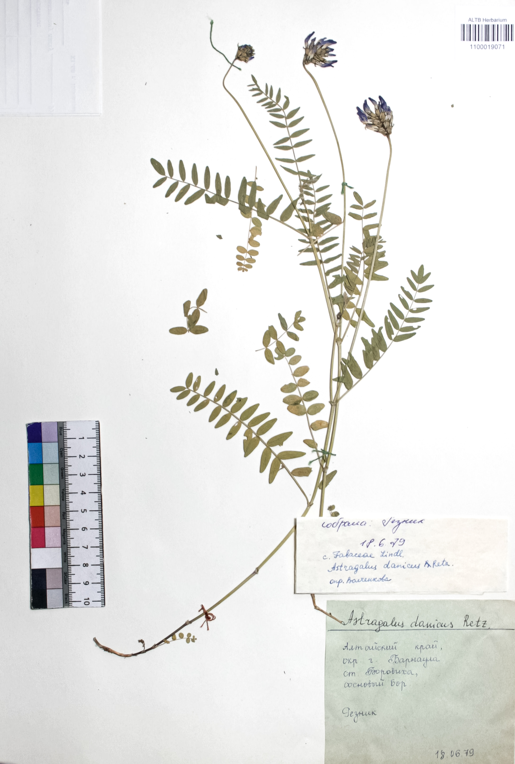 Astragalus danicus Retz.