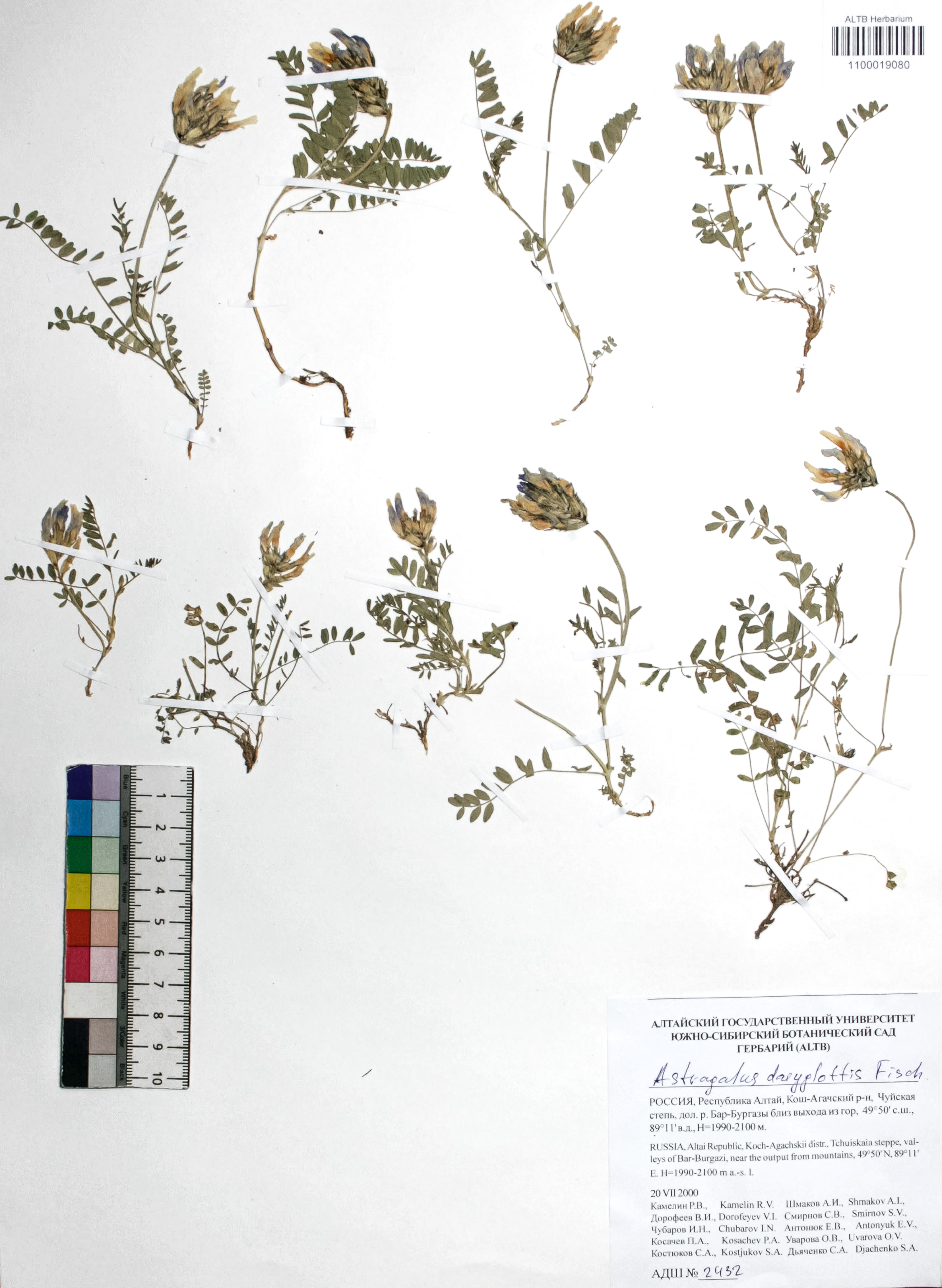 Astragalus dasyglottis Fisch. ex DC.