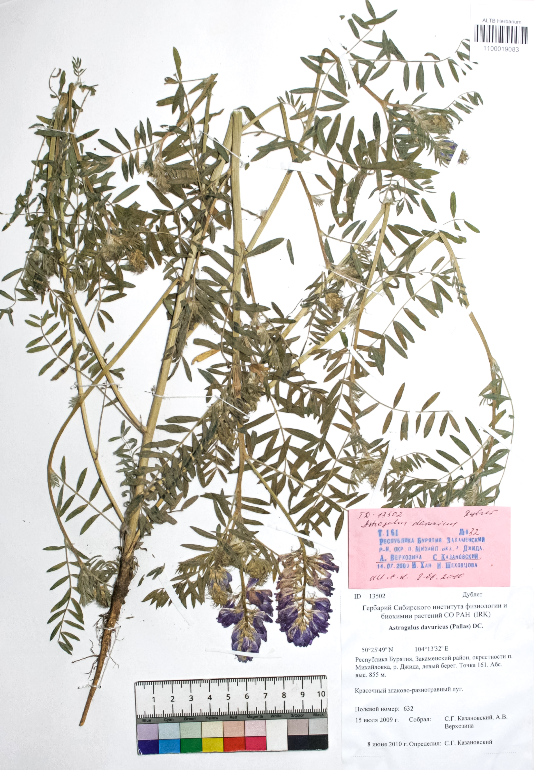 Astragalus davuricus (Pall.) DC.