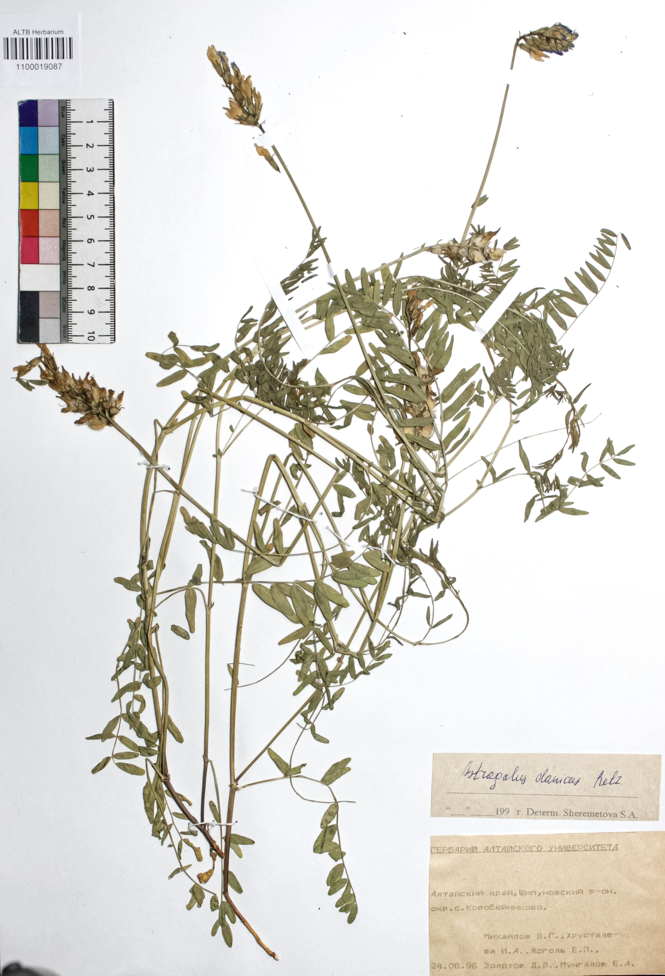 Astragalus danicus Retz.