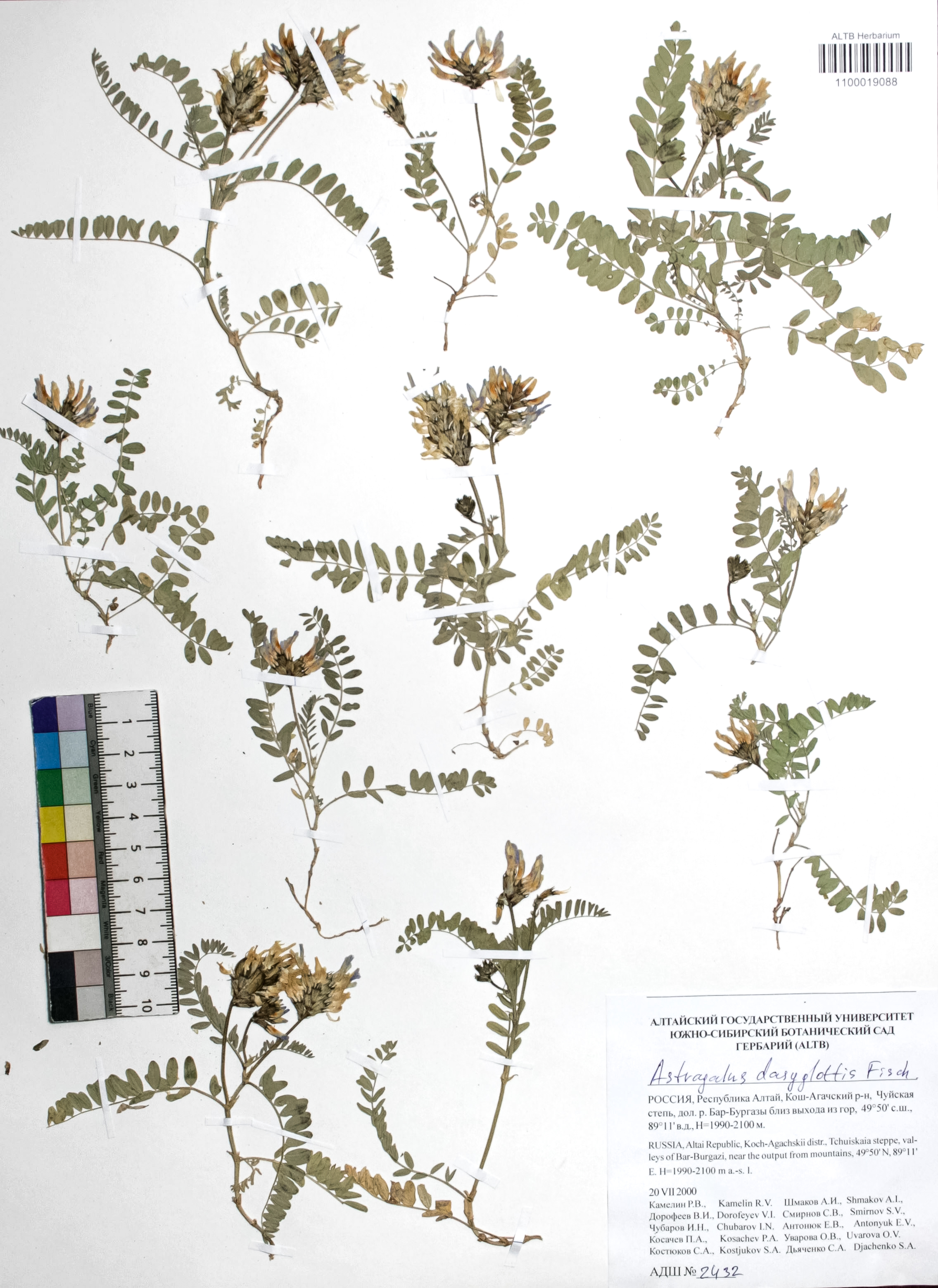 Astragalus dasyglottis Fisch. ex DC.