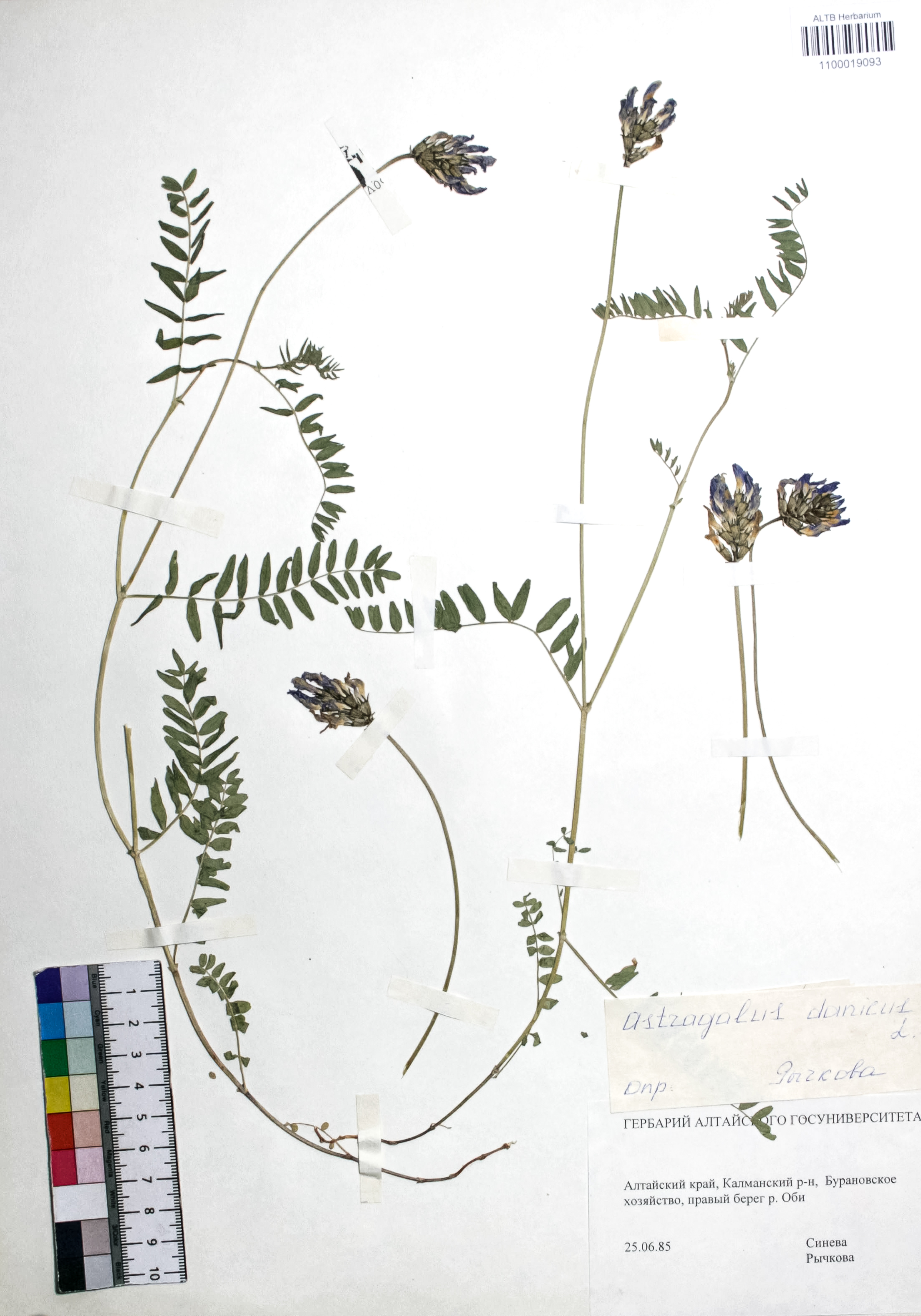 Astragalus danicus Retz.