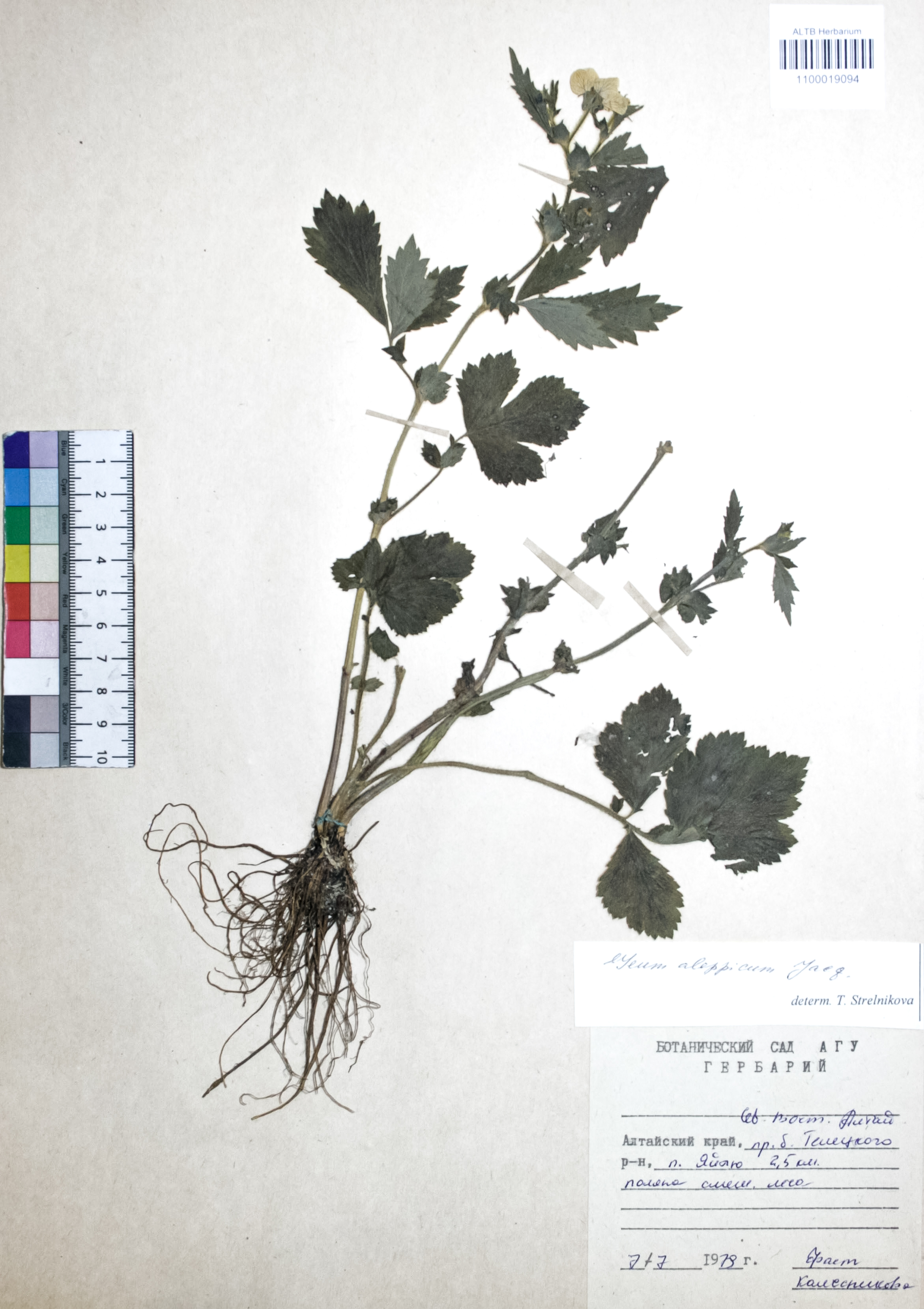 Geum aleppicum Jacq.