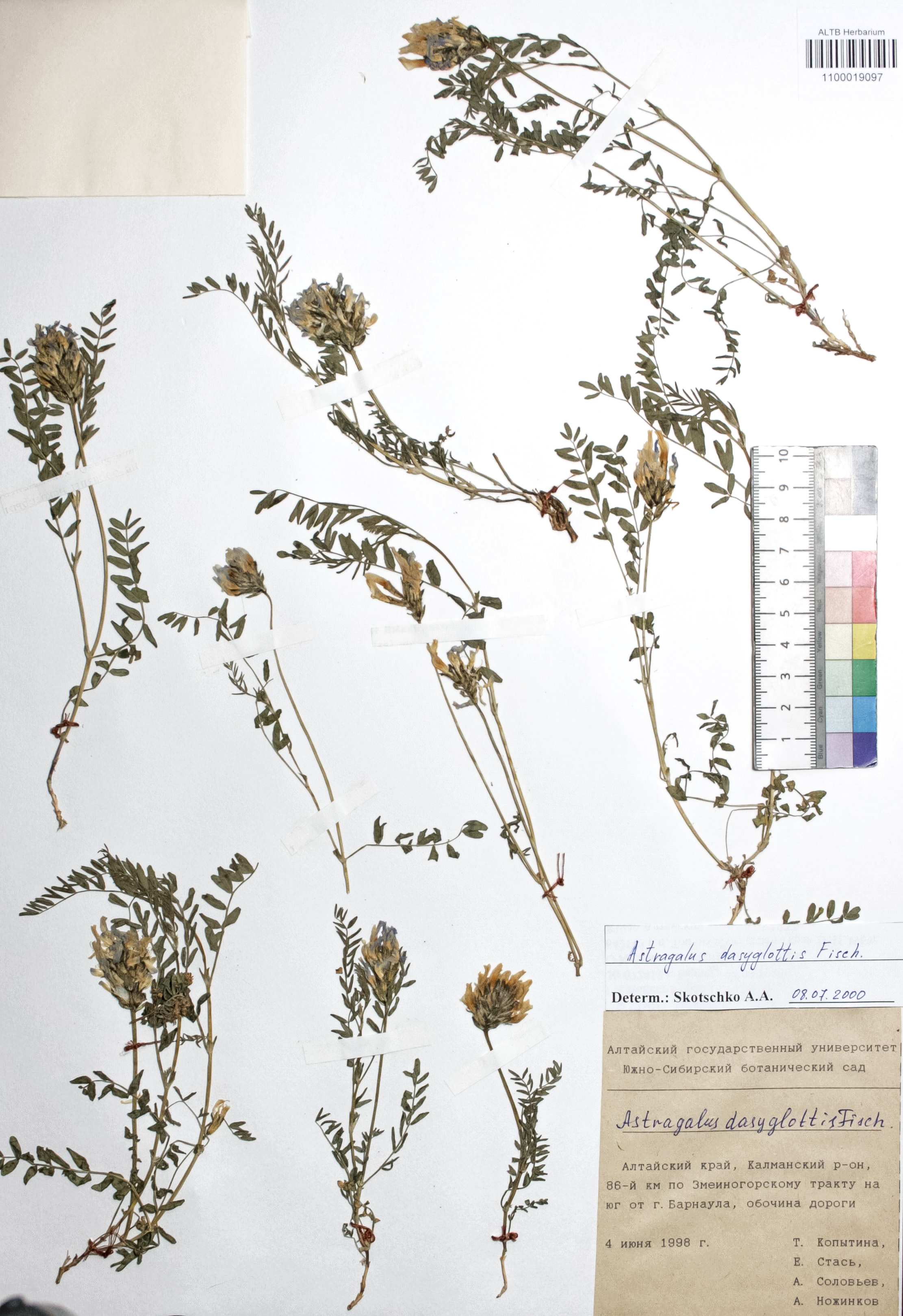 Astragalus dasyglottis Fisch. ex DC.