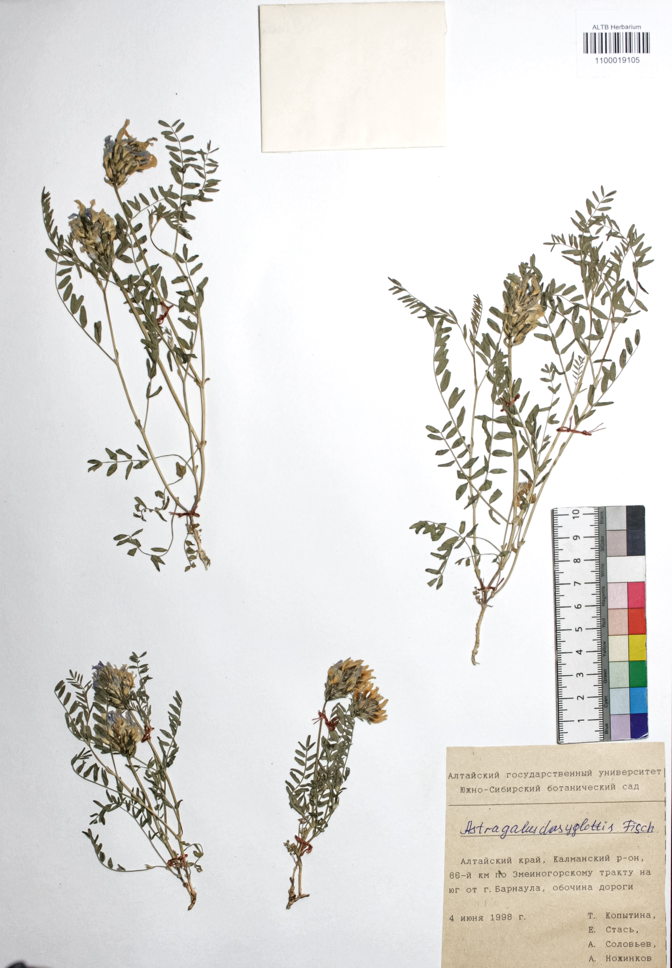 Astragalus dasyglottis Fisch. ex DC.
