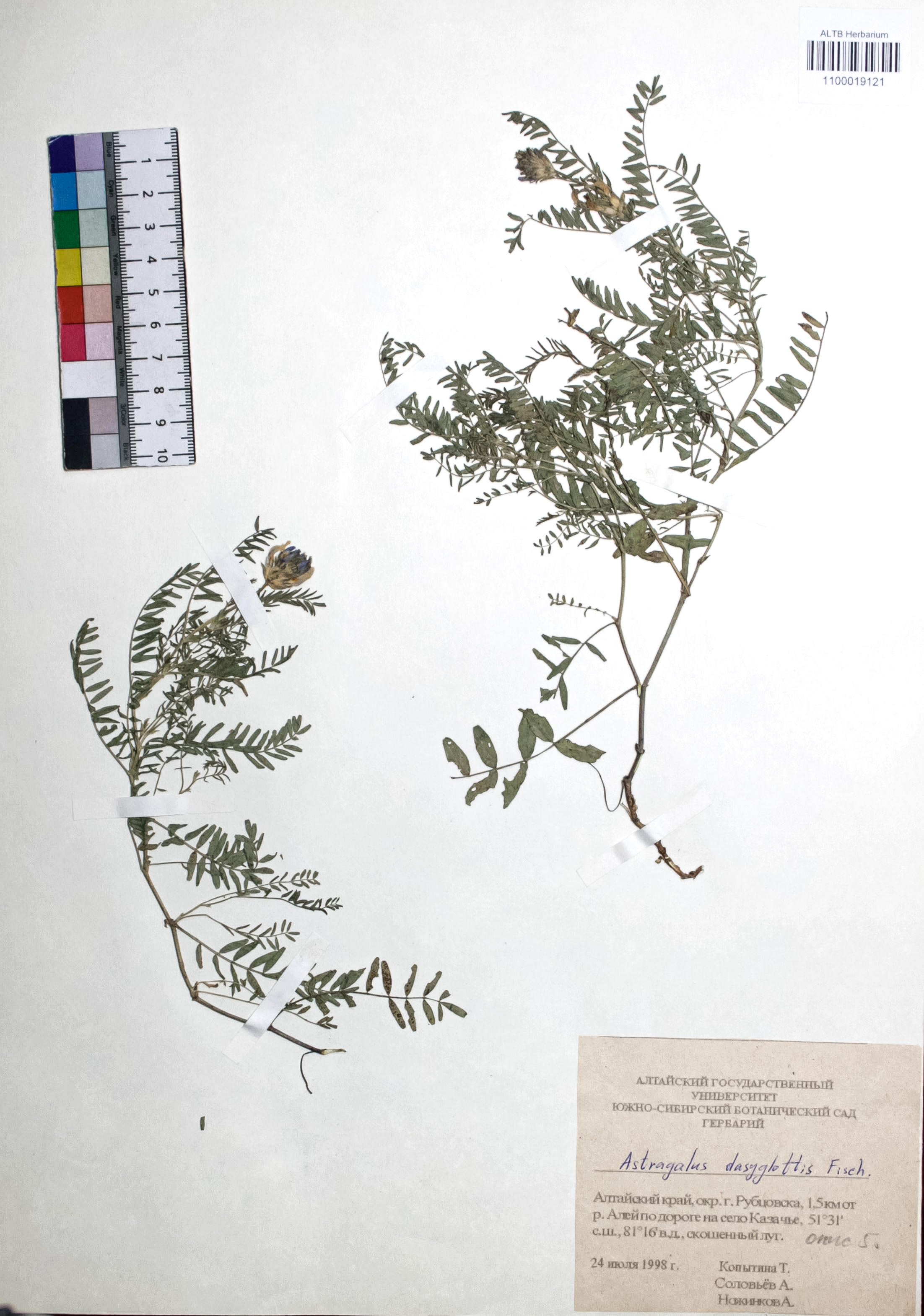 Astragalus dasyglottis Fisch. ex DC.