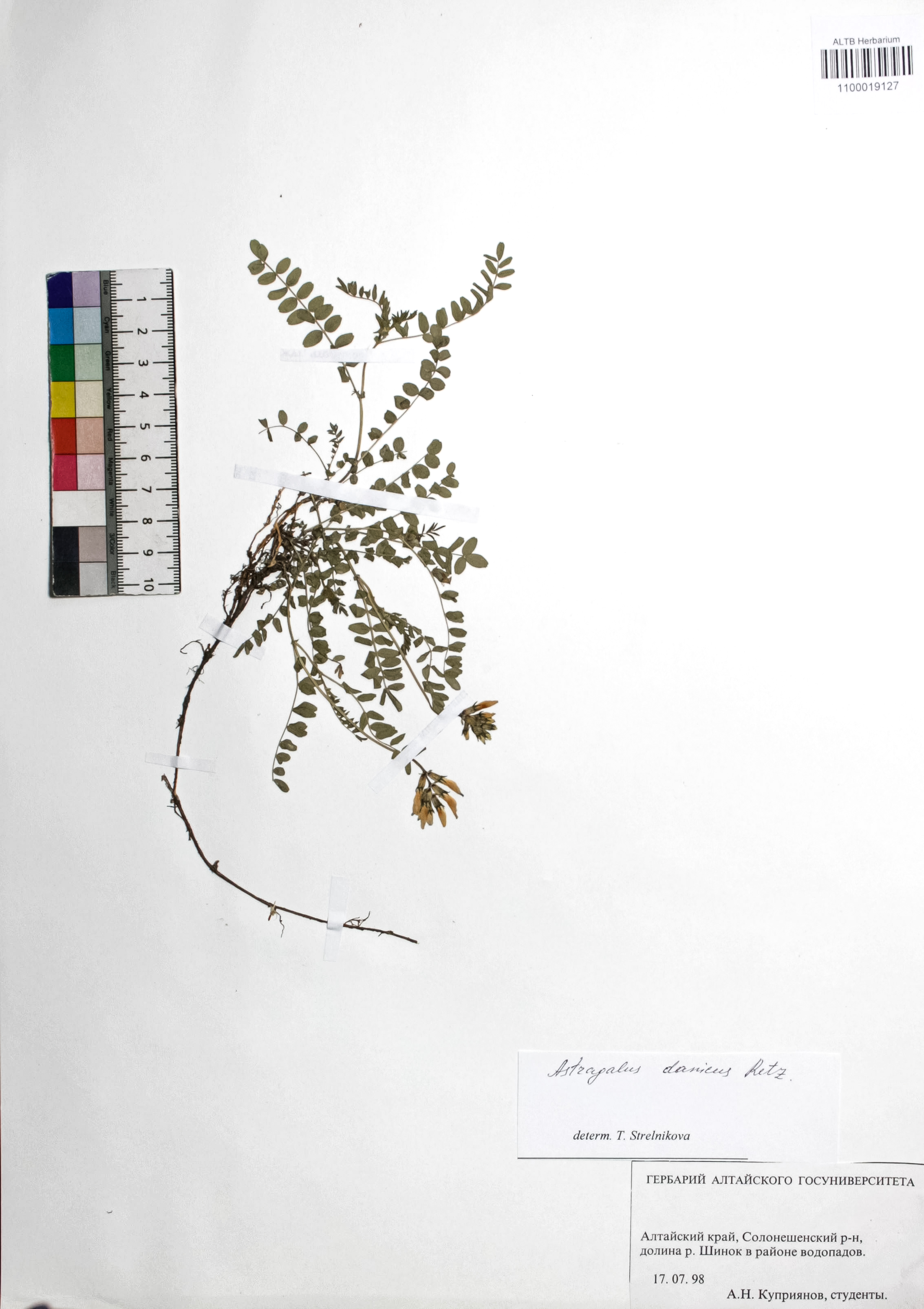 Astragalus danicus Retz.