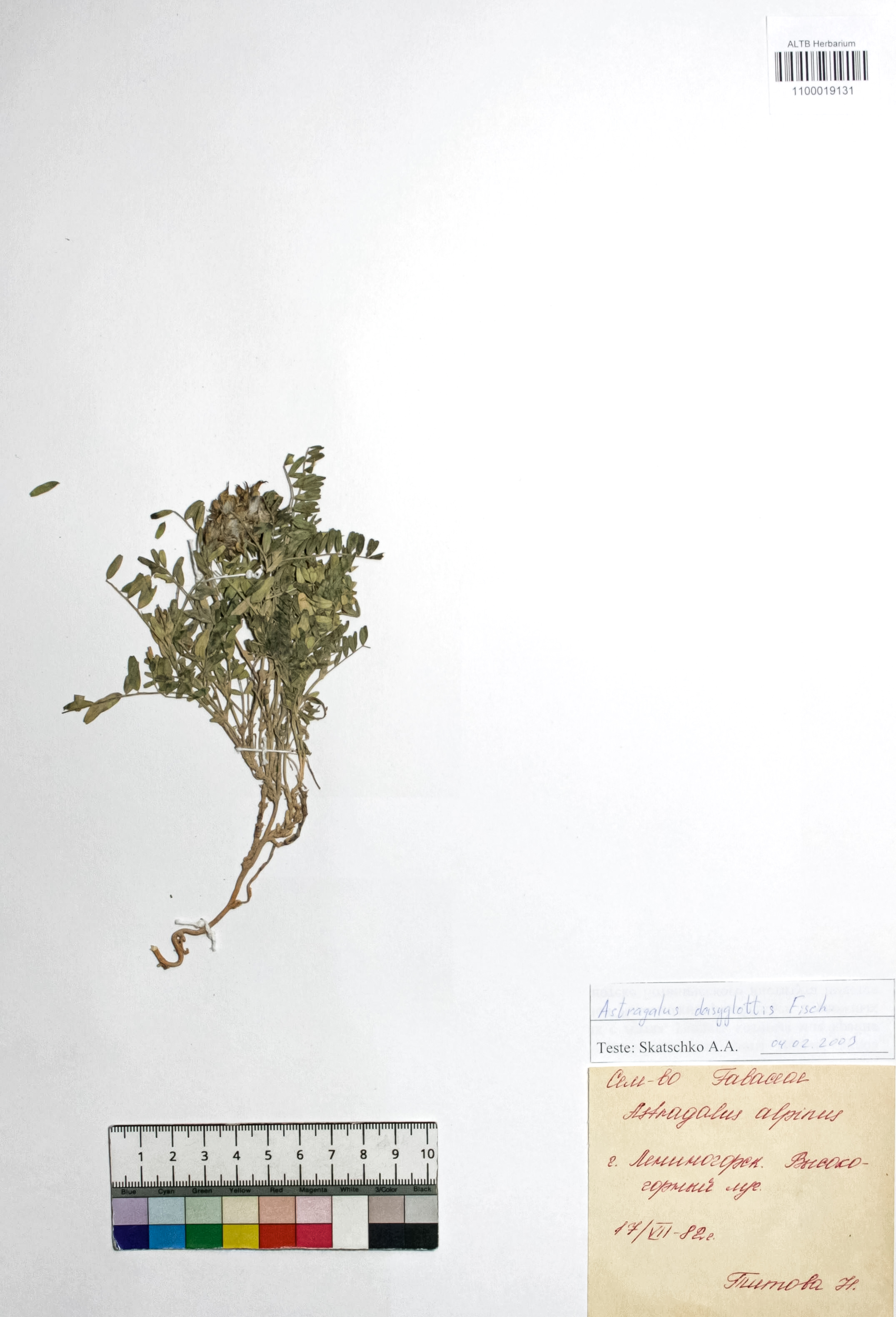 Astragalus dasyglottis Fisch. ex DC.
