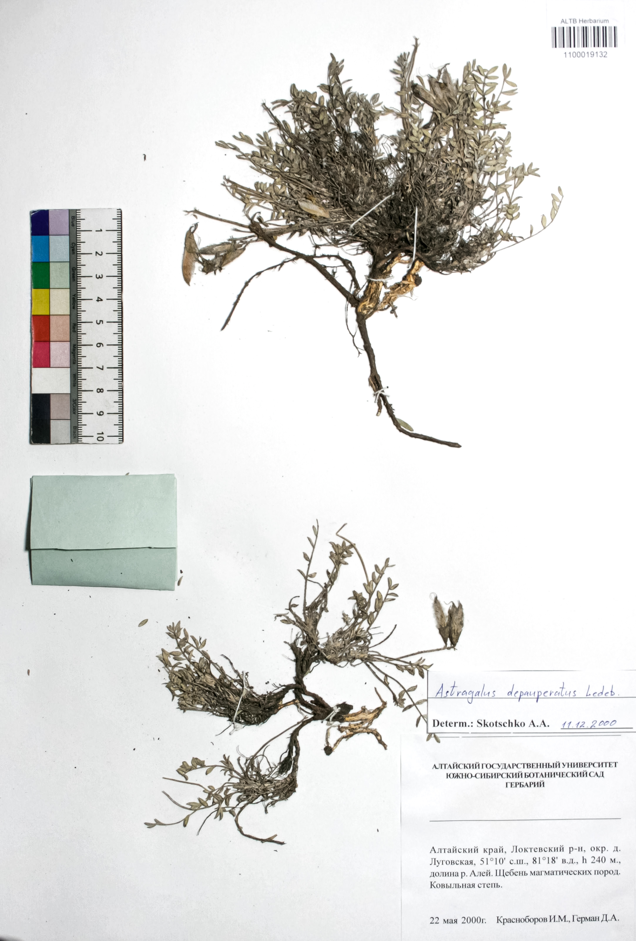 Astragalus depauperatus Ledeb.