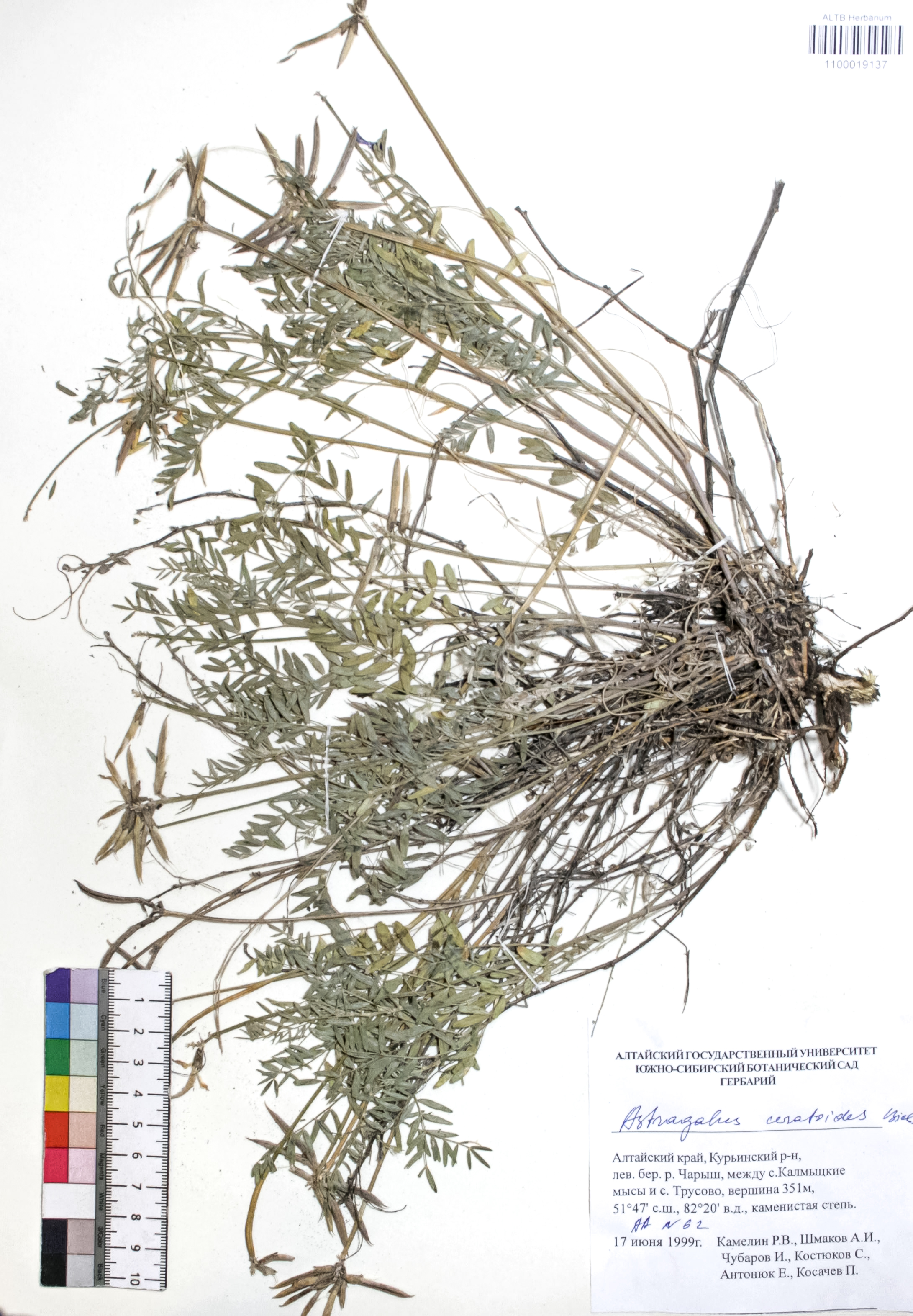 Astragalus ceratoides Bieb