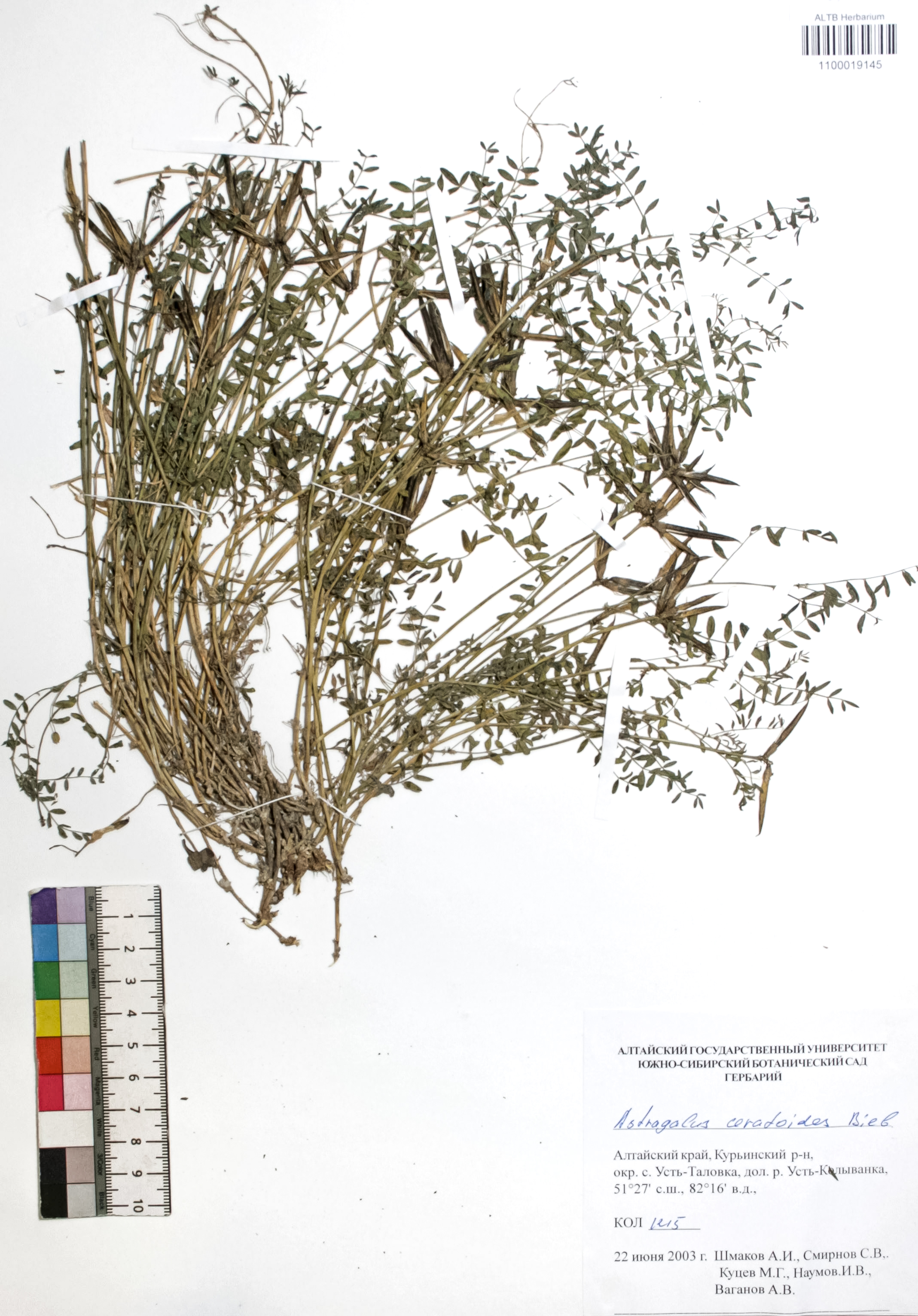 Astragalus ceratoides Bieb