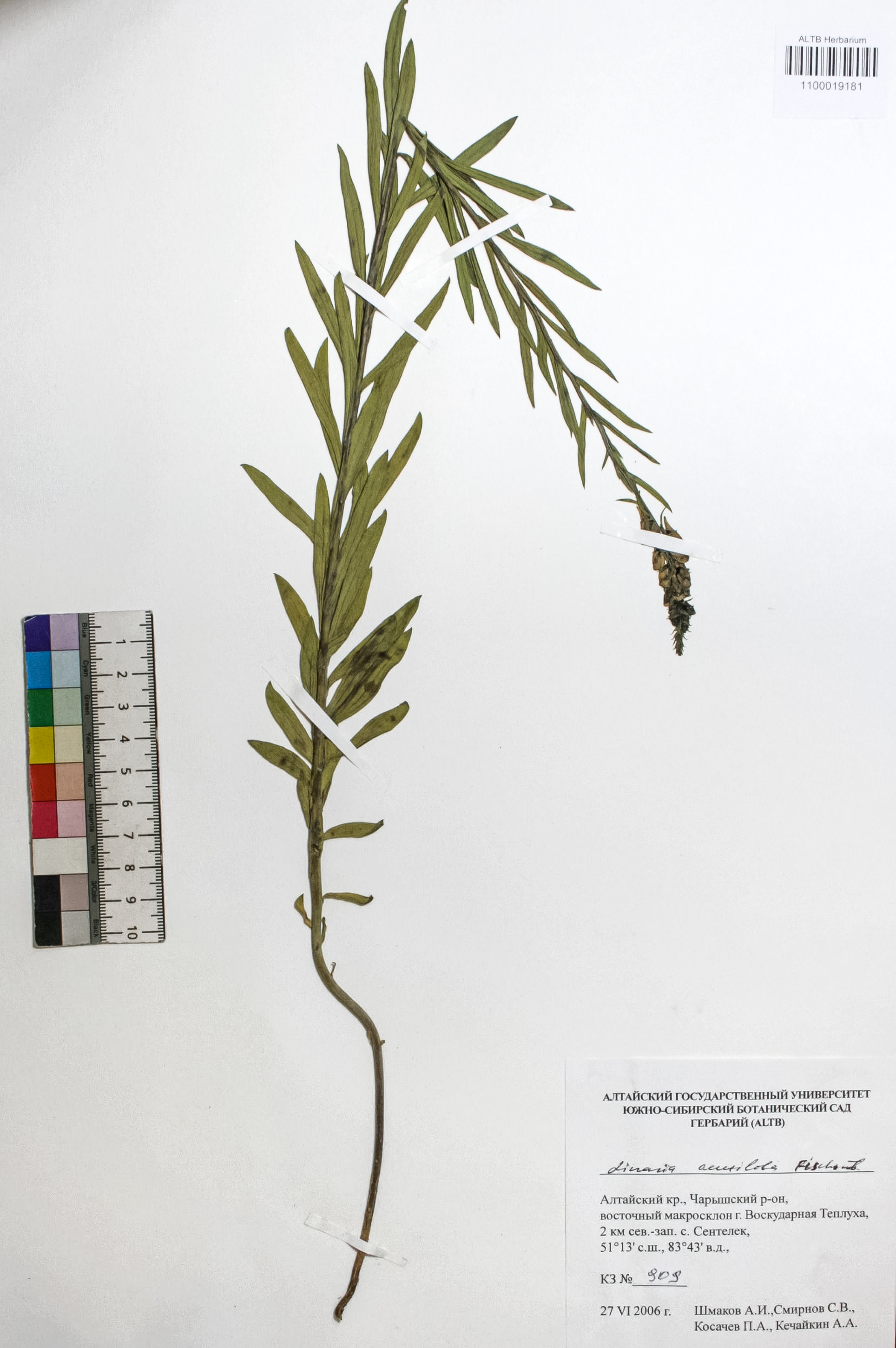 Linaria acutiloba Fisch. ex Rchb.