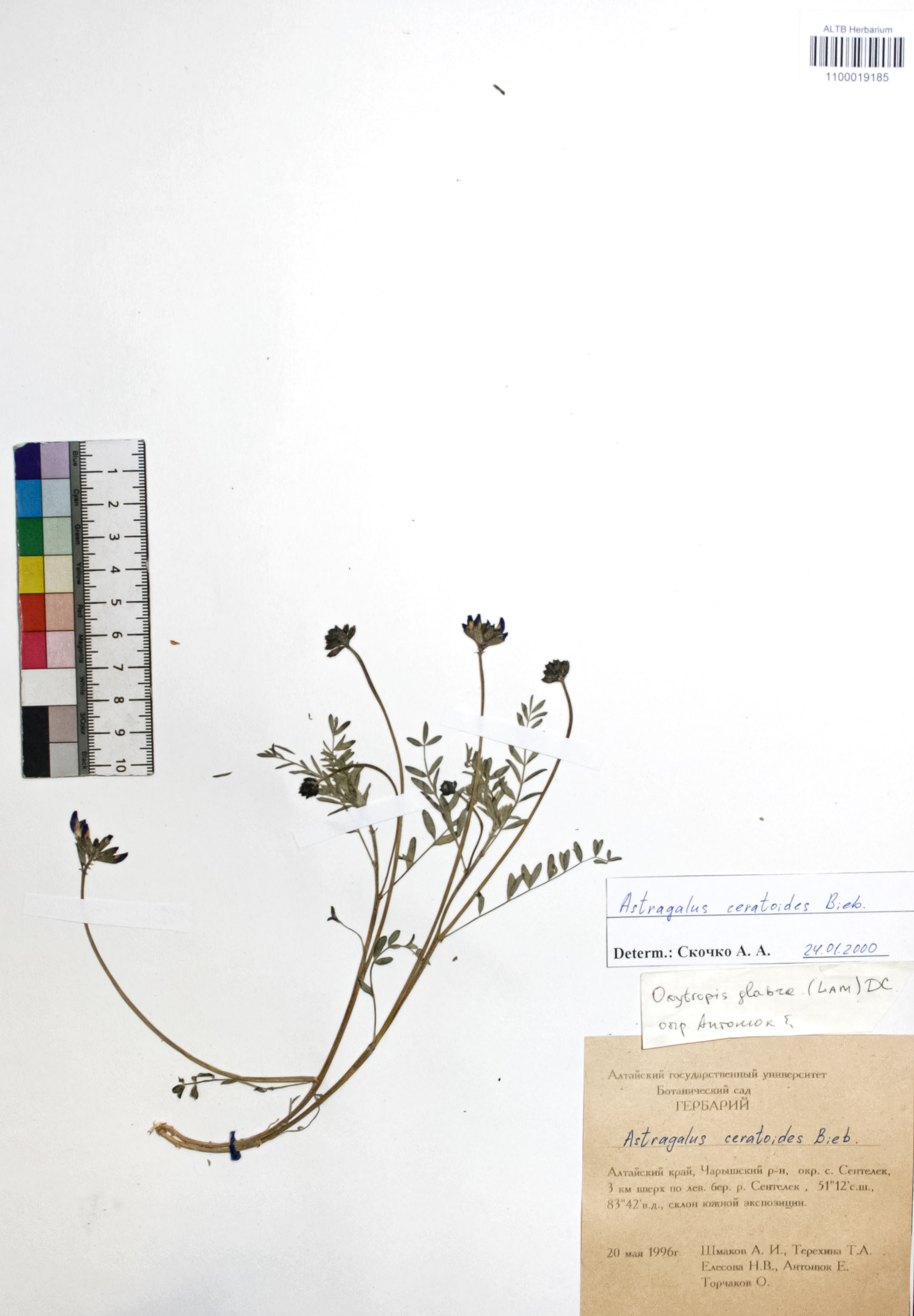 Astragalus ceratoides Bieb