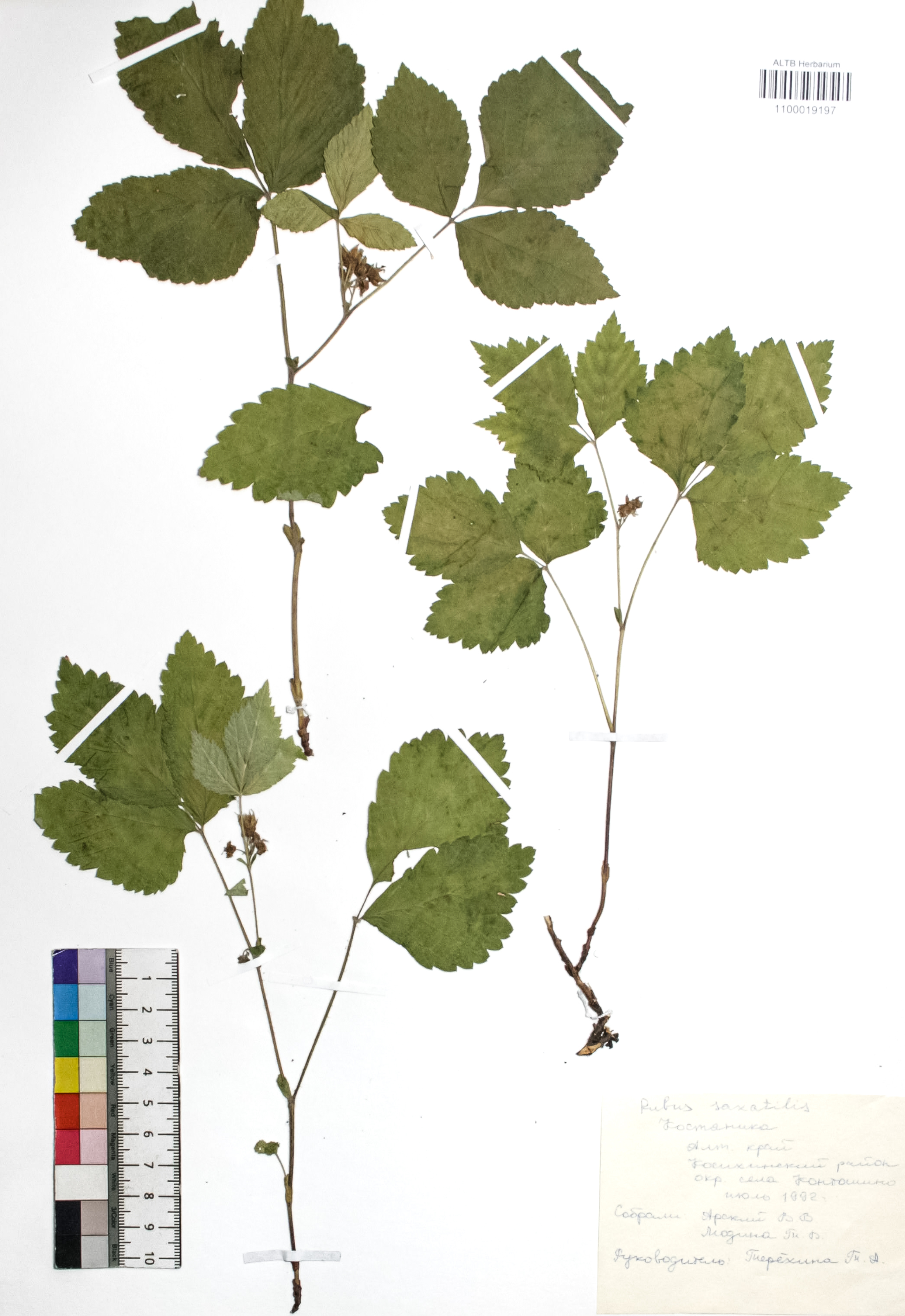 Rubus saxatilis L.