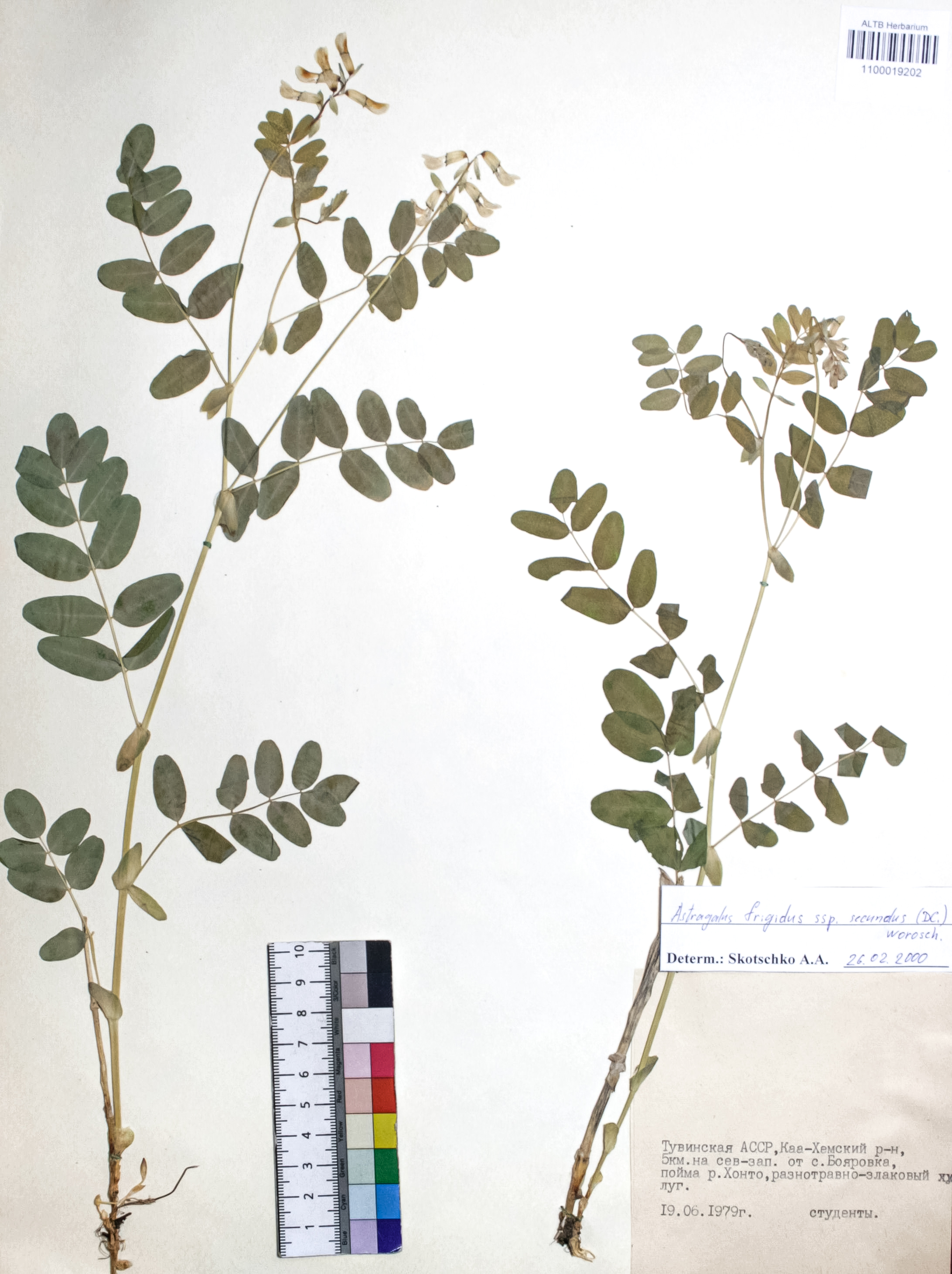 Astragalus frigidus (L.) A. Gray