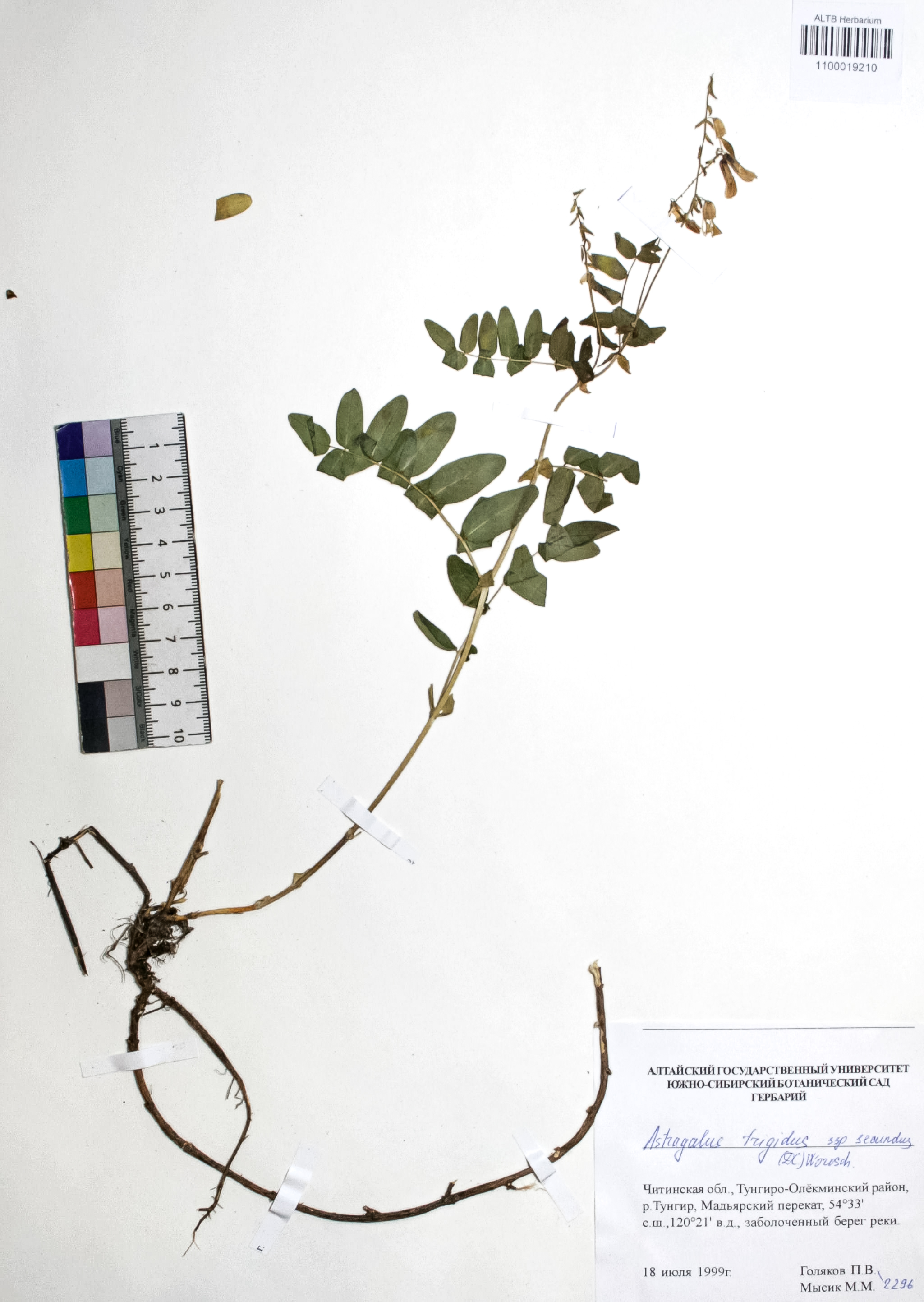 Astragalus frigidus (L.) A. Gray