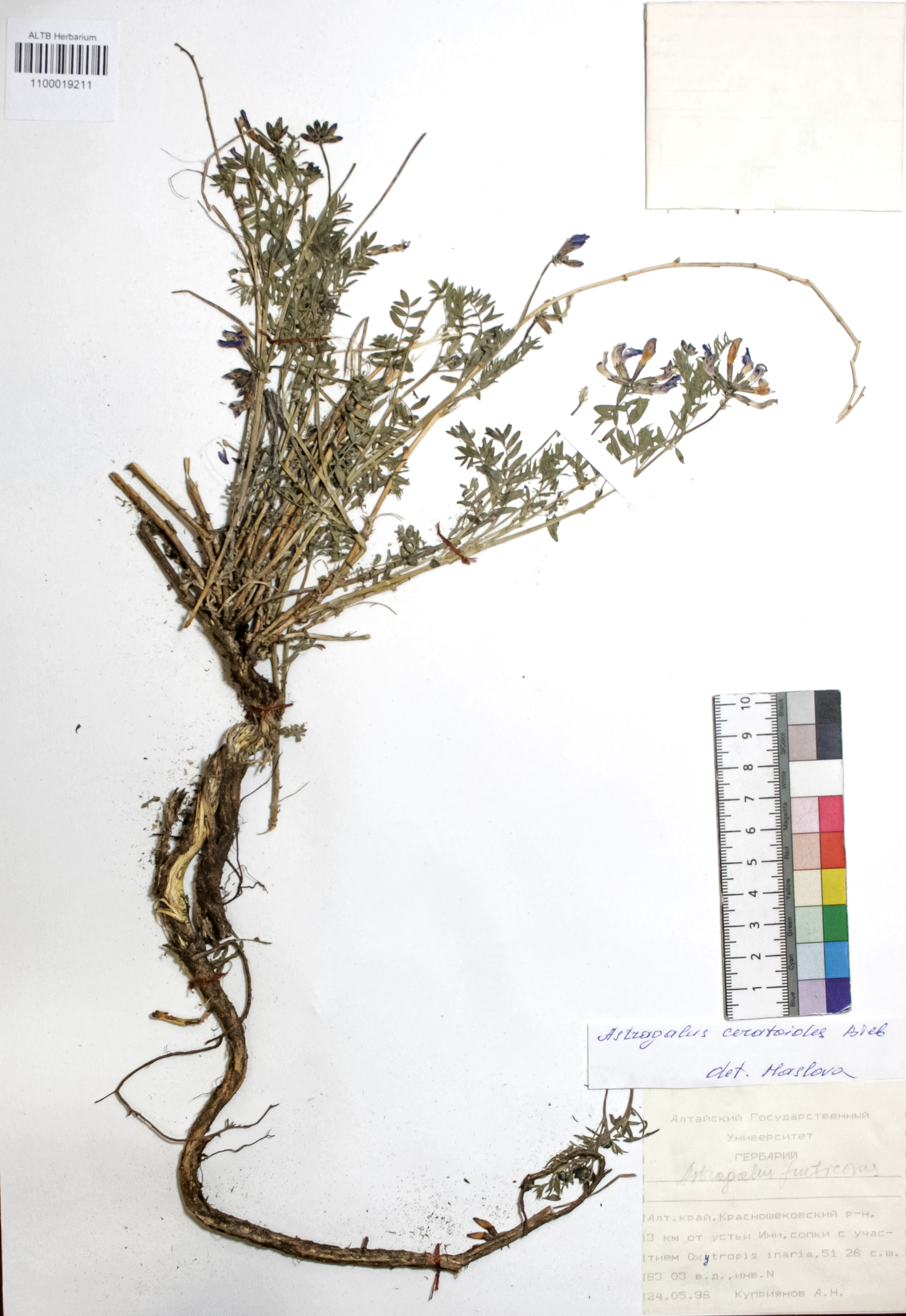 Astragalus ceratoides Bieb