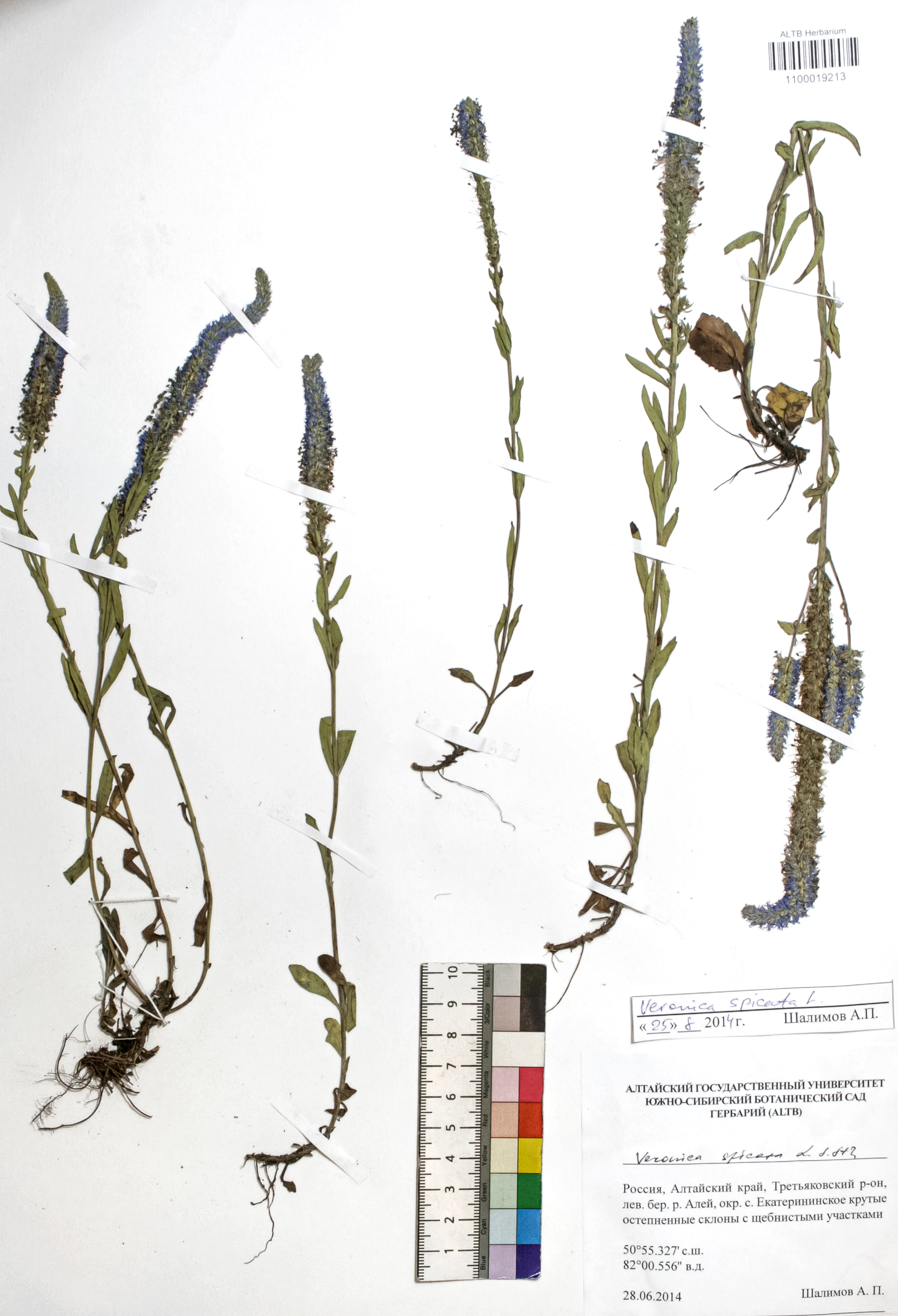 Veronica spicata L.