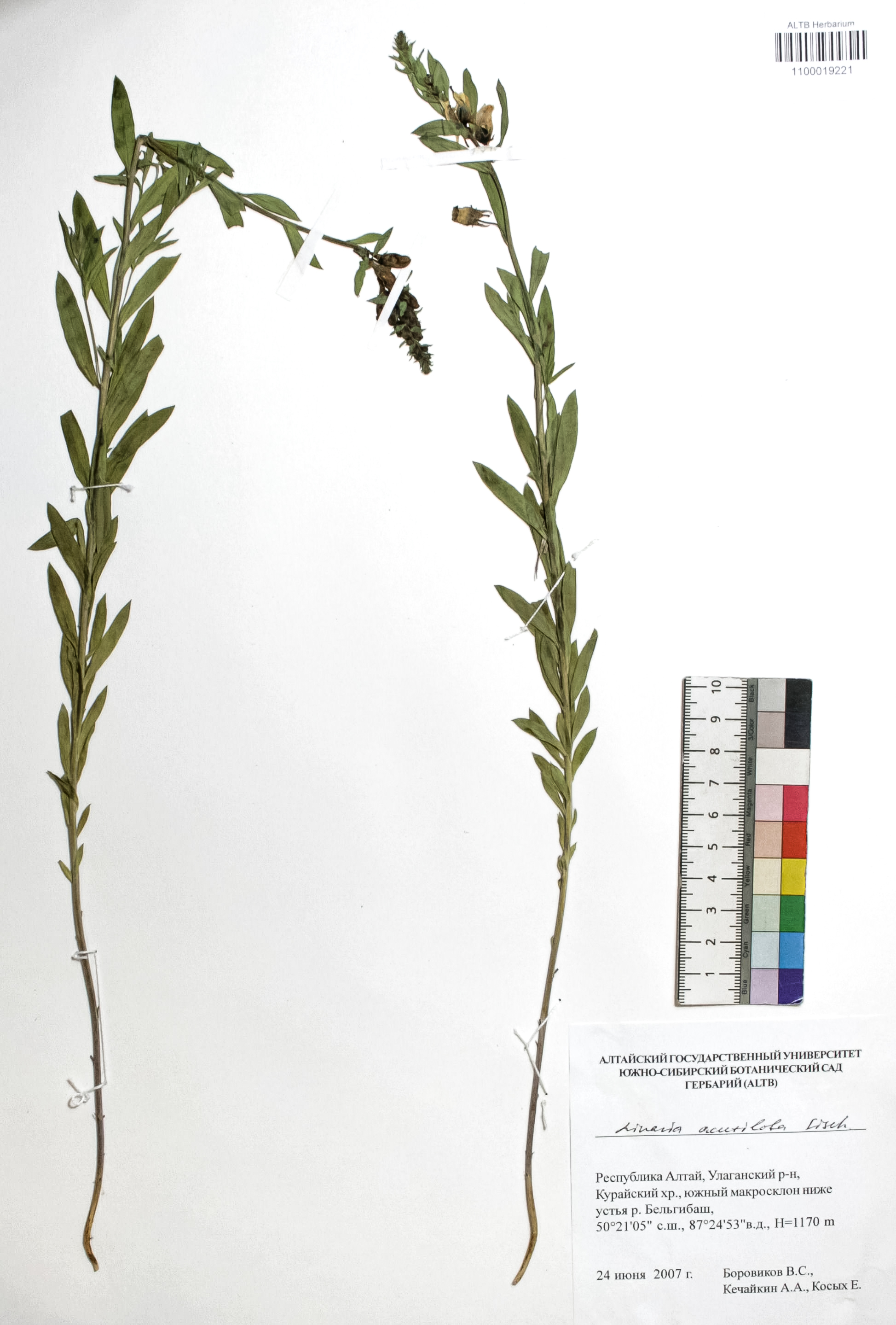 Linaria acutiloba Fisch. ex Rchb.