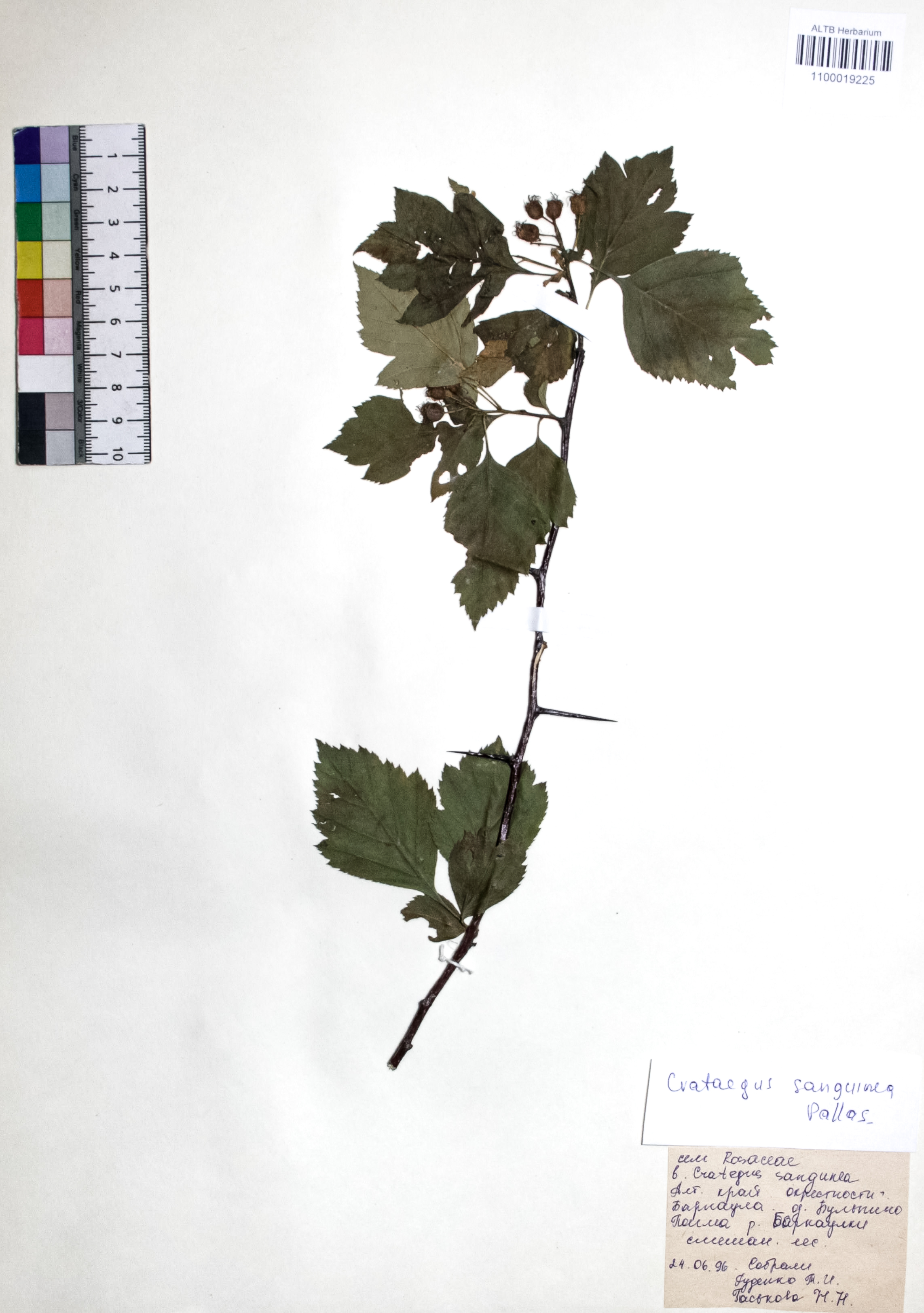 Crataegus sanguinea Pall.