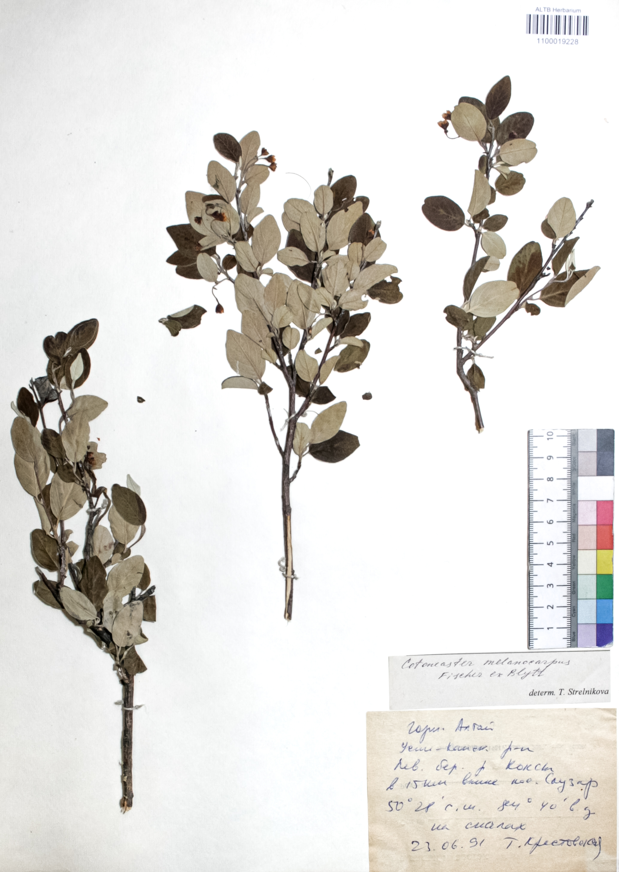 Cotoneaster melanocarpus Fisch. ex Blytt