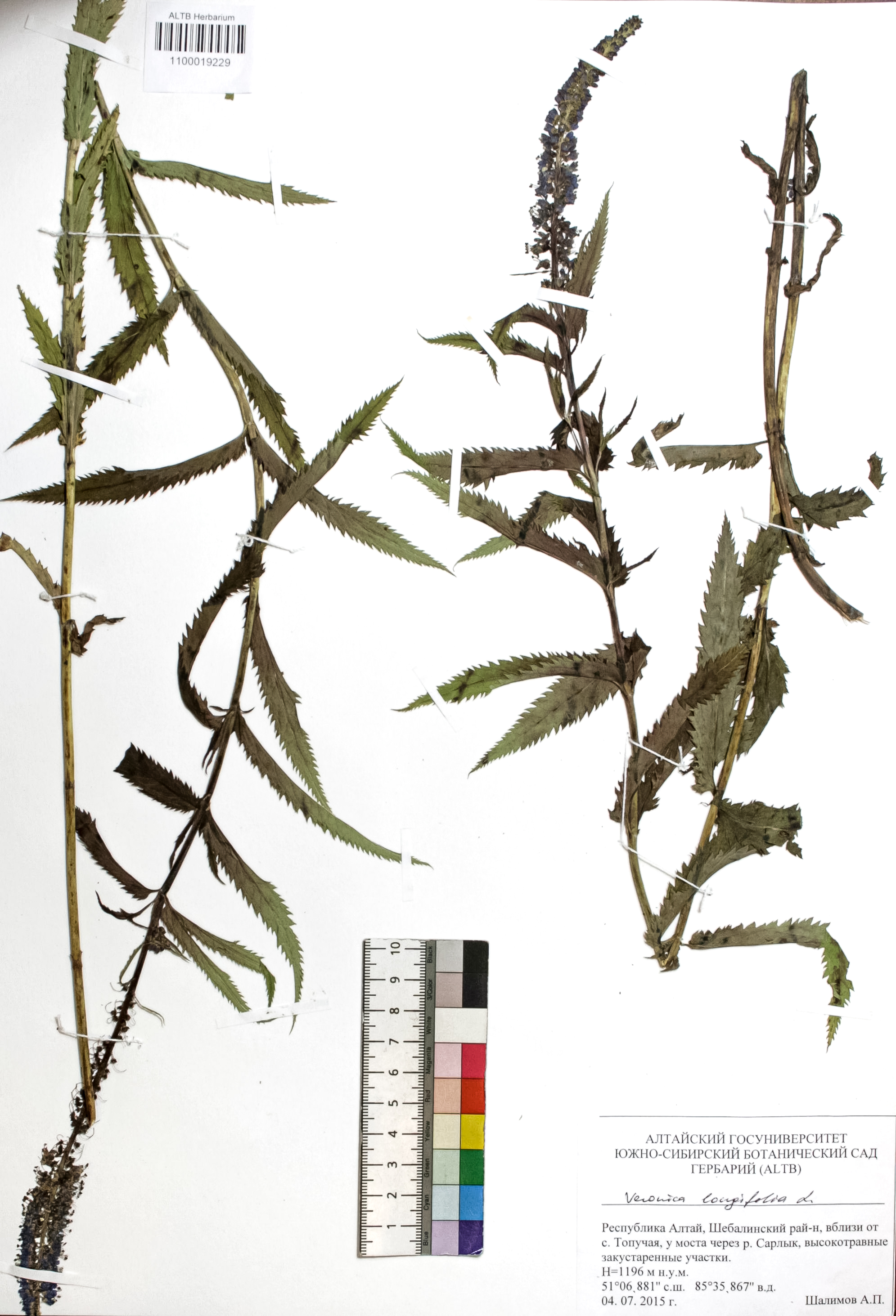 Veronica longifolia L.
