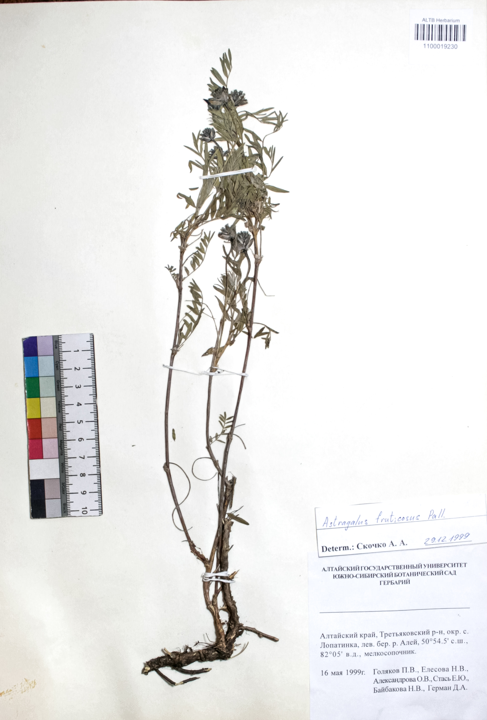 Astragalus fruticosus Pall.