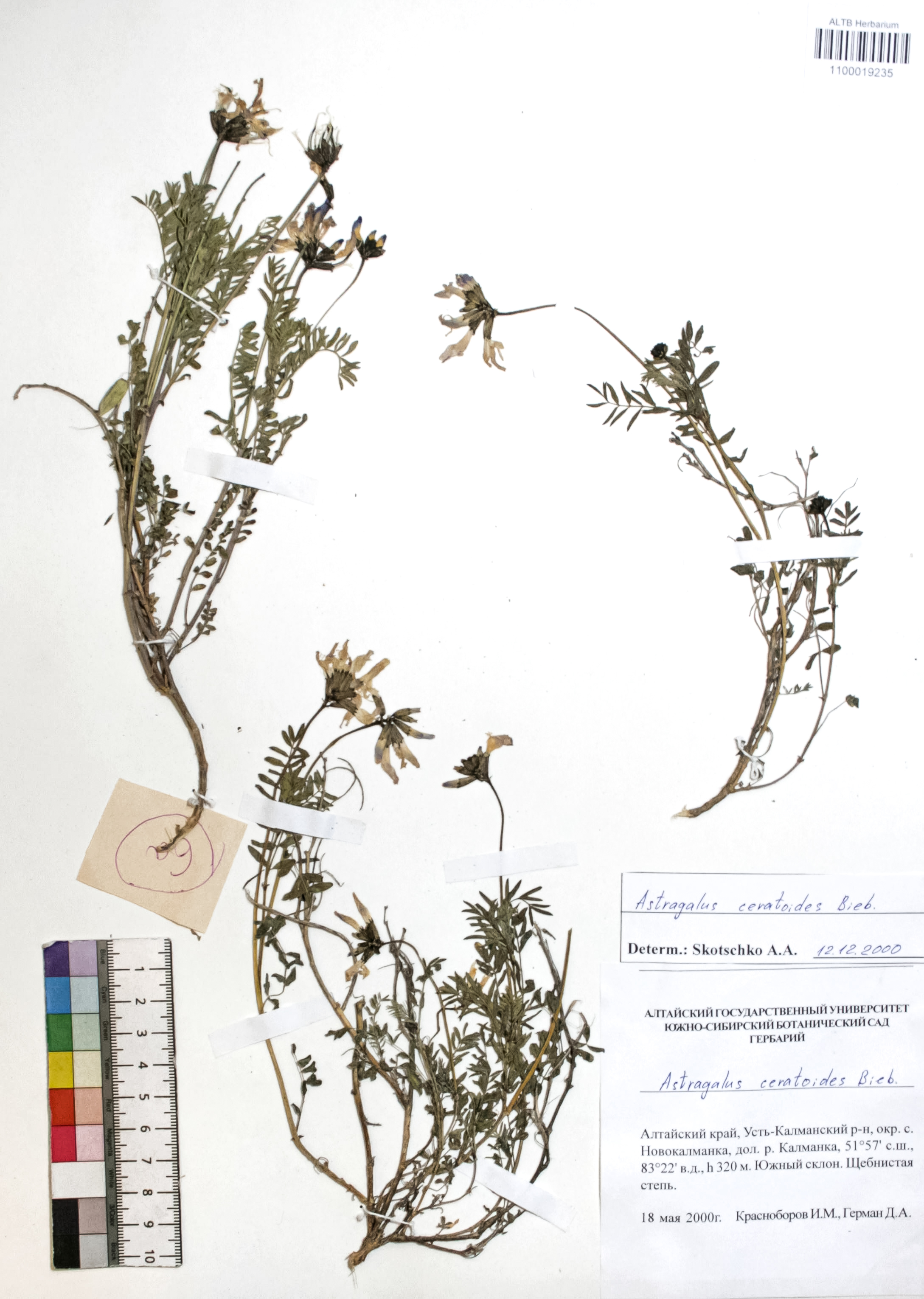 Astragalus ceratoides Bieb
