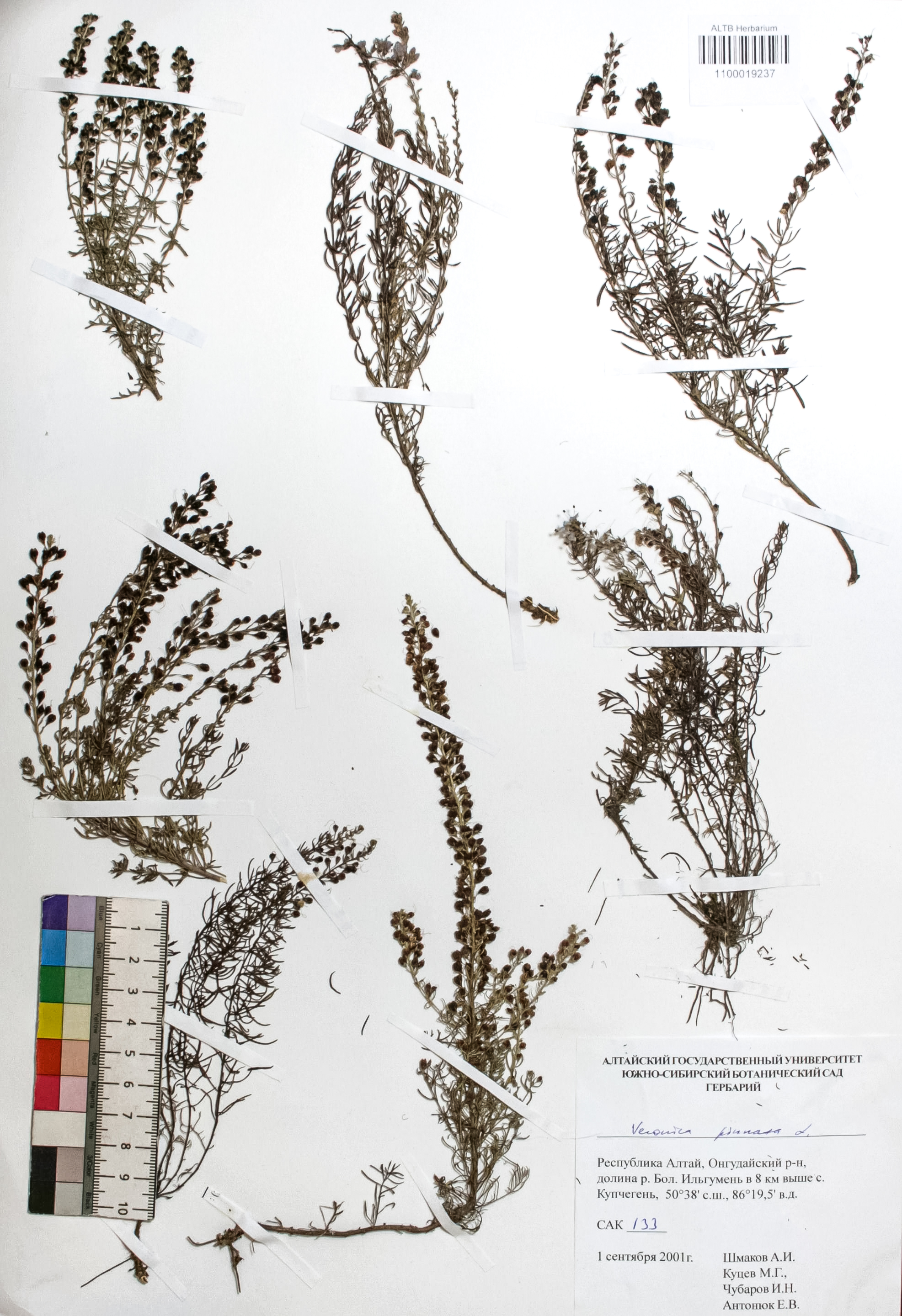 Veronica pinnata L.