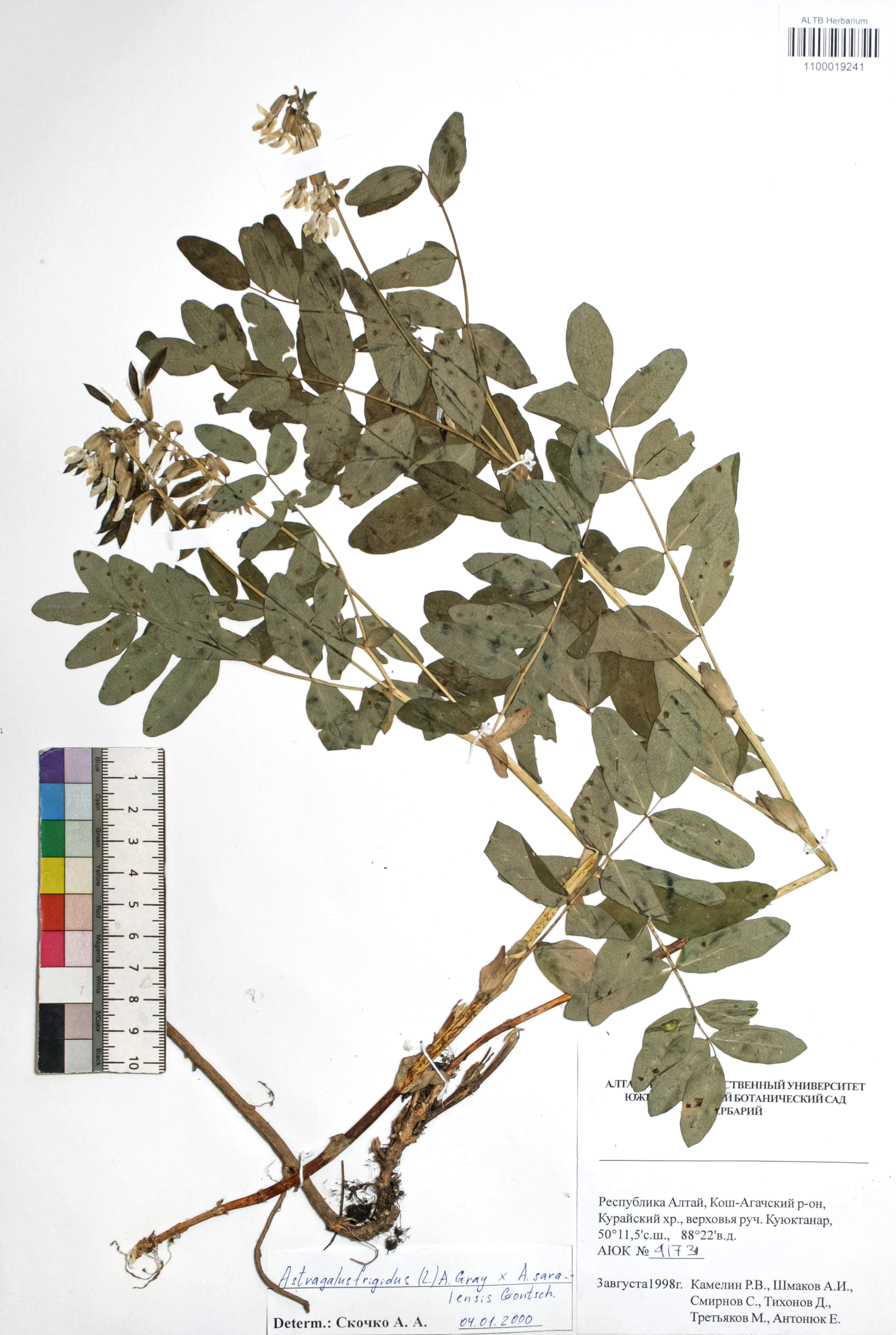 Astragalus frigidus (L.) A. Gray