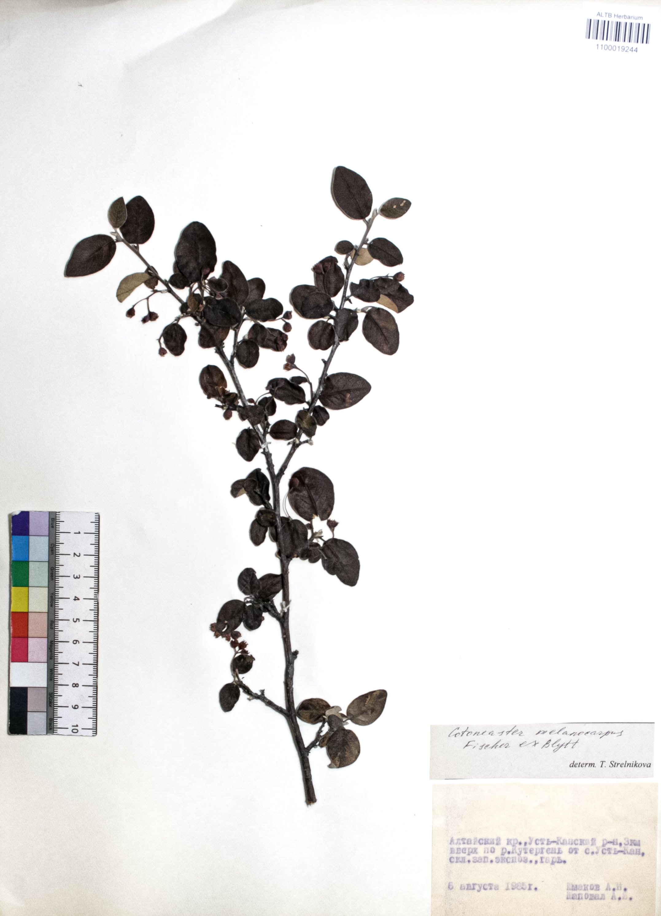 Cotoneaster melanocarpus Fisch. ex Blytt