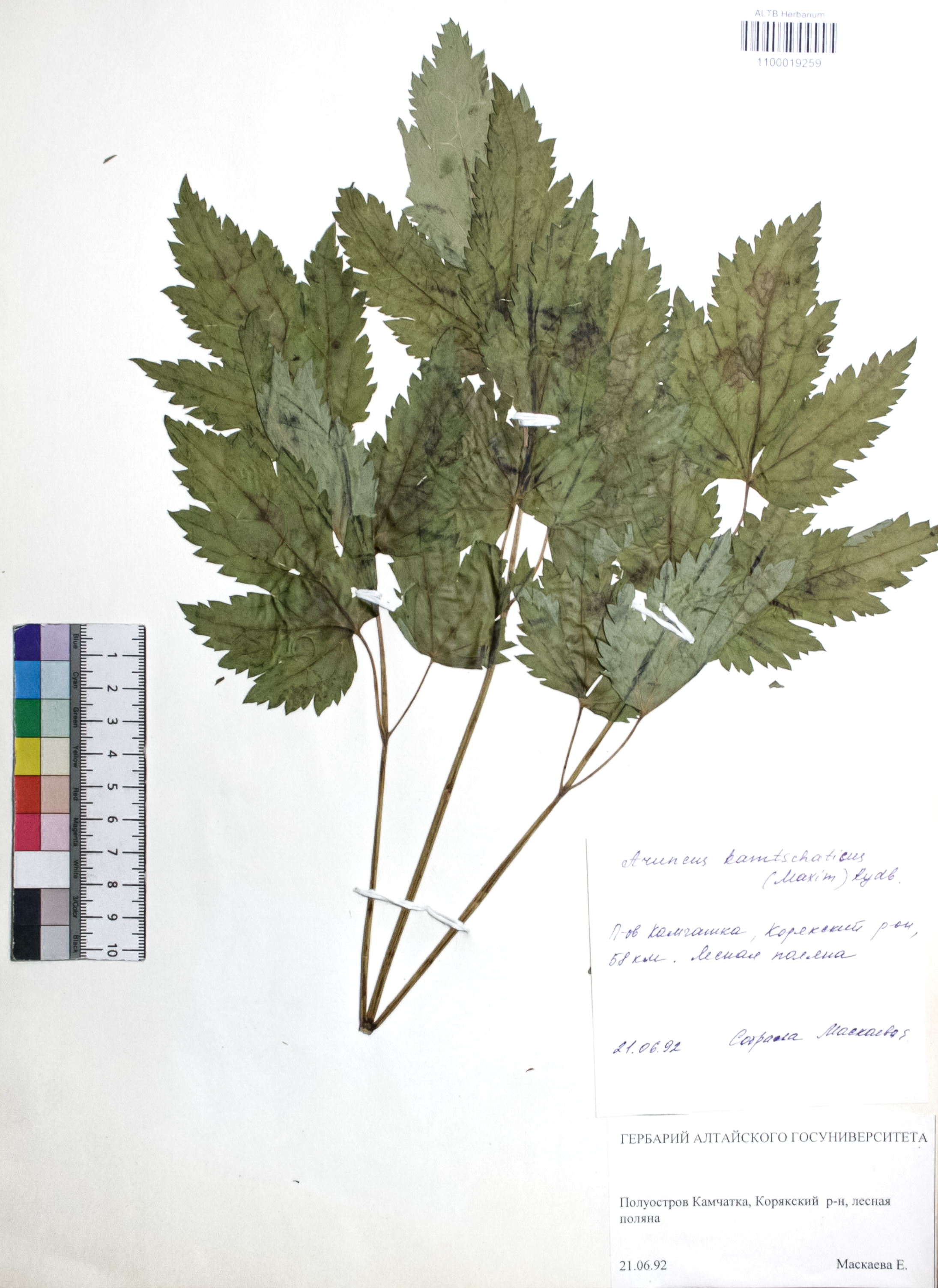 Aruncus kamtschaticus (Maxim.) Rydb.