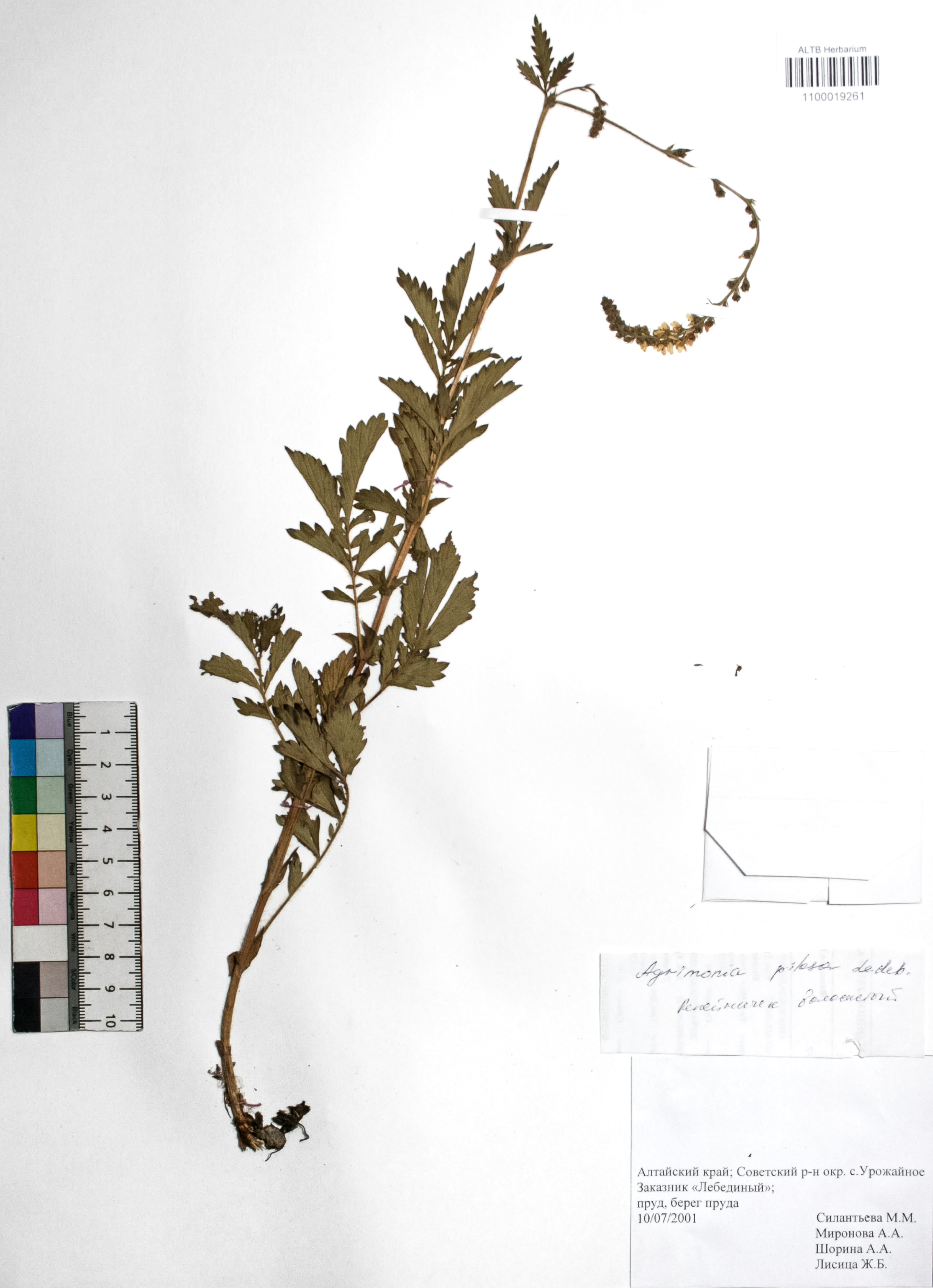 Agrimonia pilosa Ledeb.