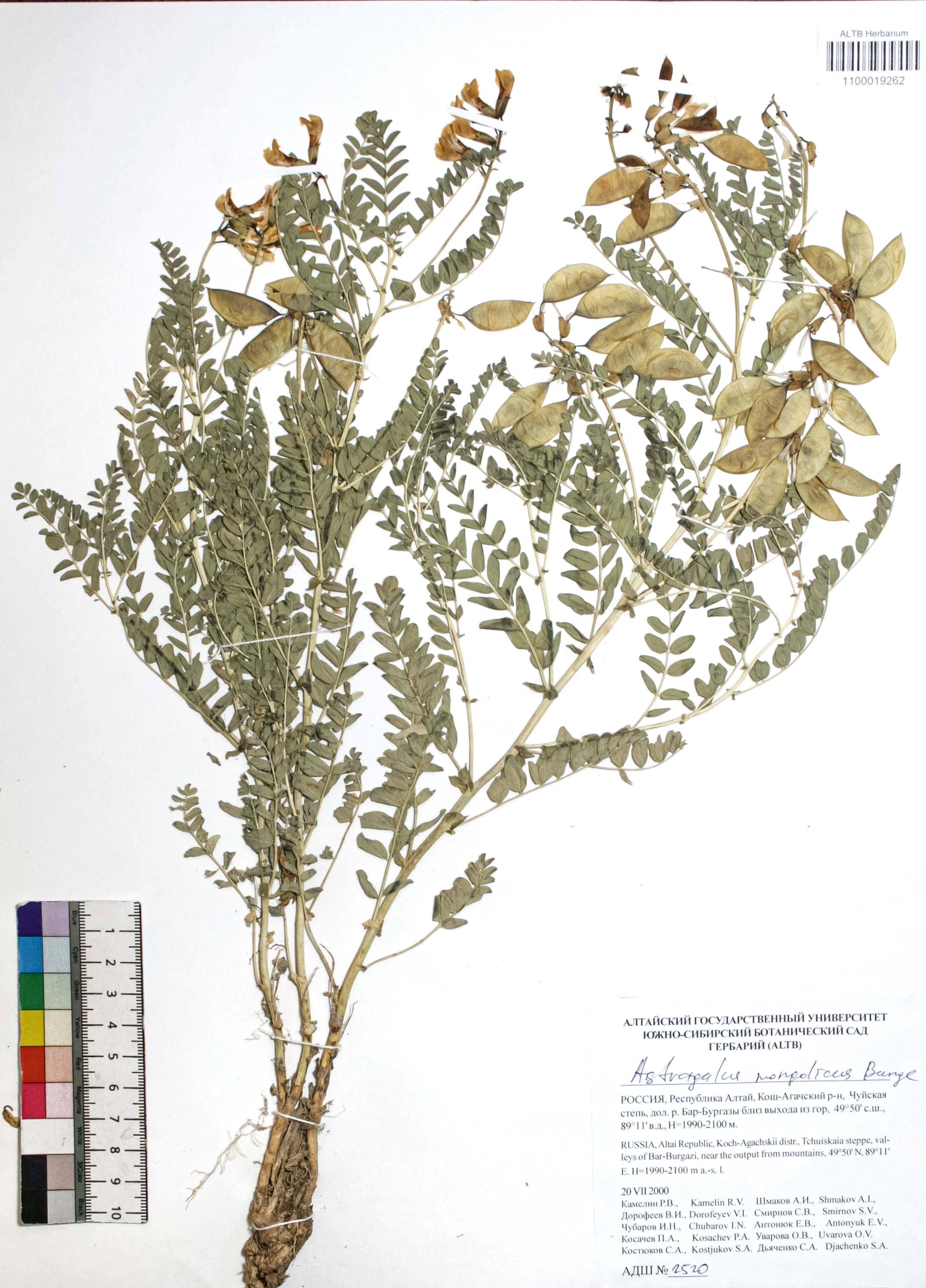 Astragalus mongolicus Bunge