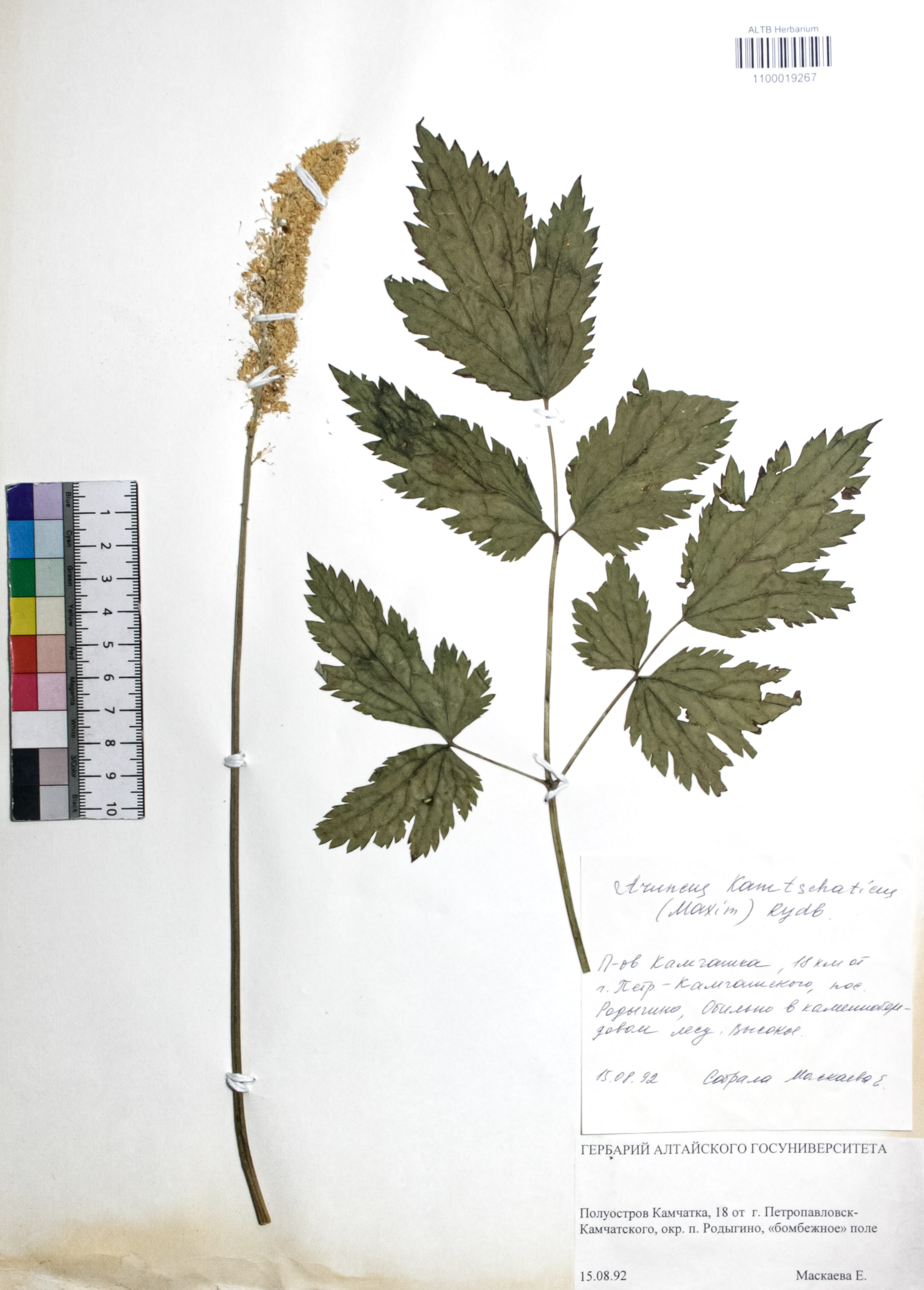 Aruncus kamtschaticus (Maxim.) Rydb.