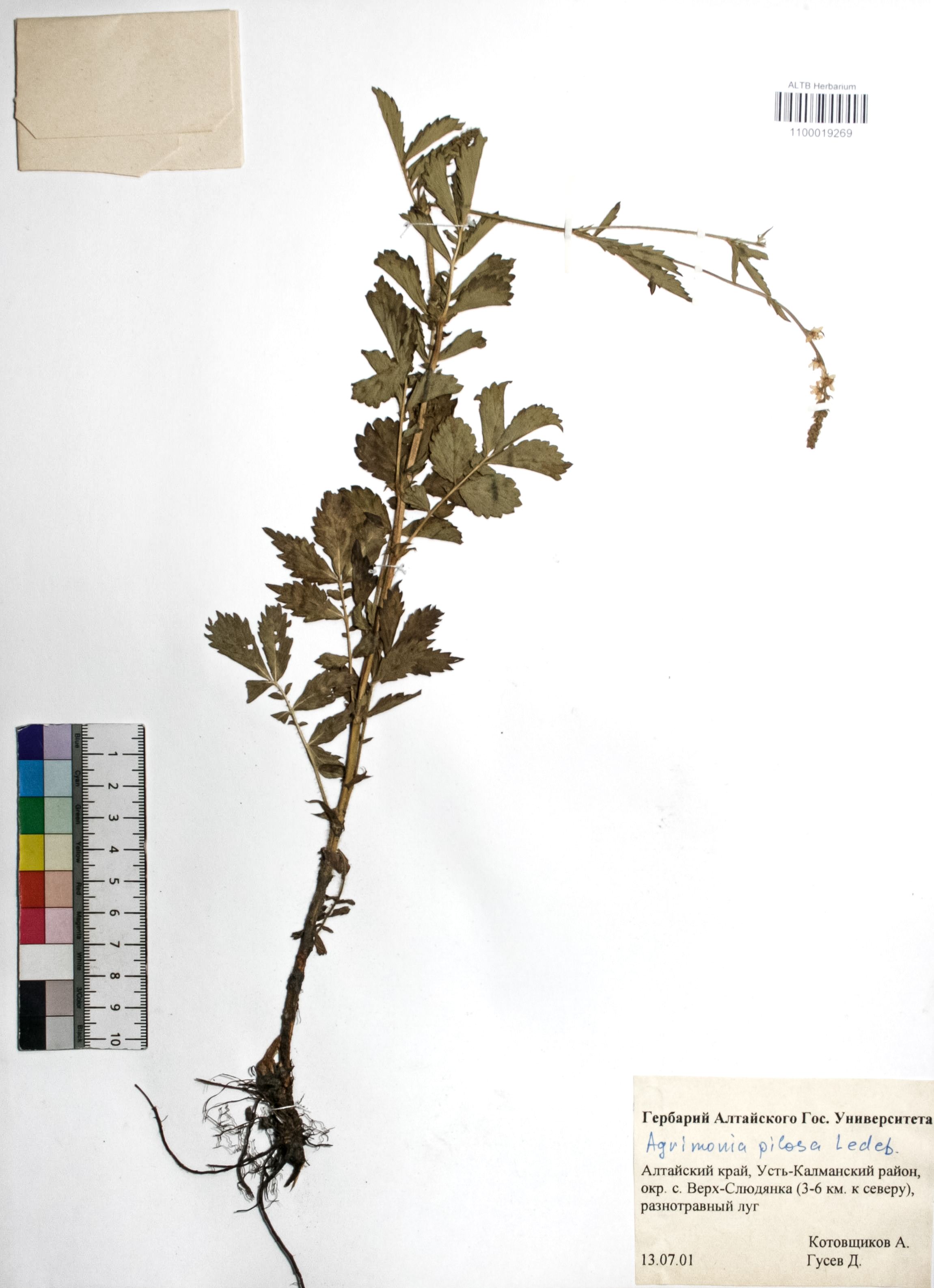 Agrimonia pilosa Ledeb.