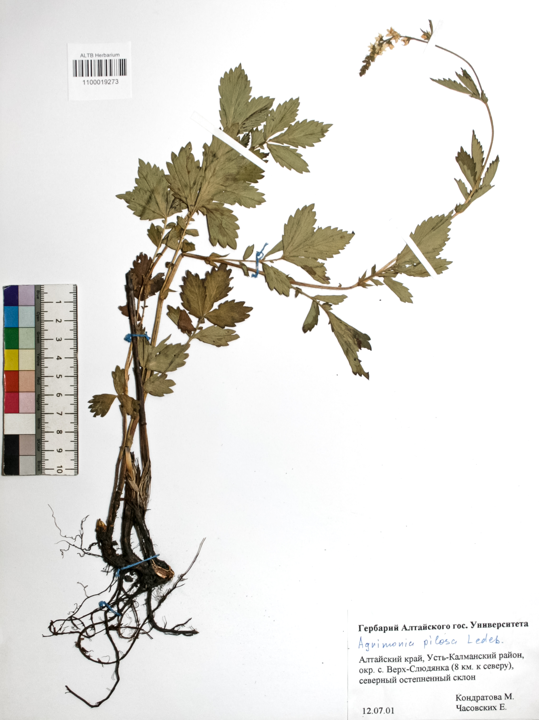 Agrimonia pilosa Ledeb.