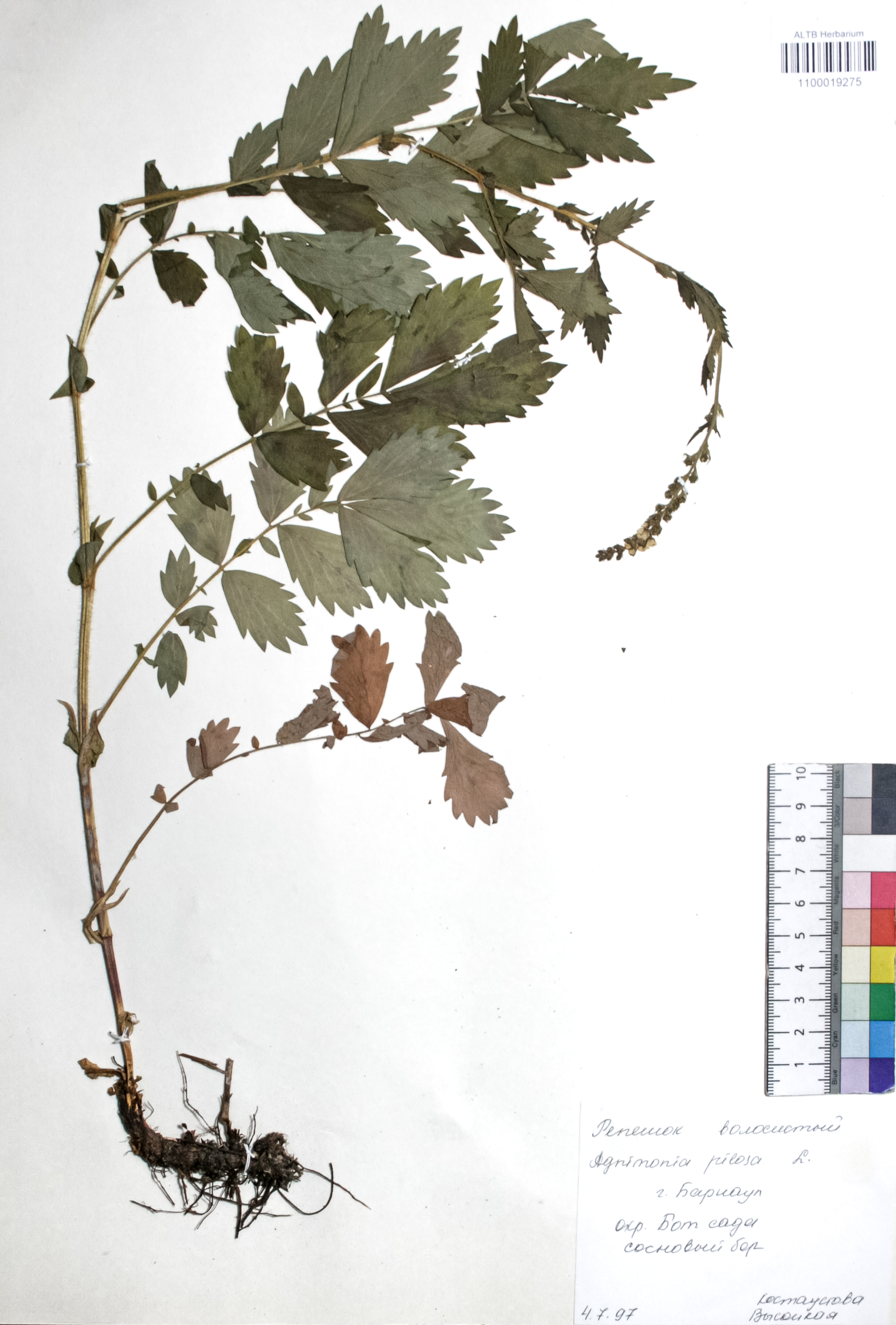 Agrimonia pilosa Ledeb.