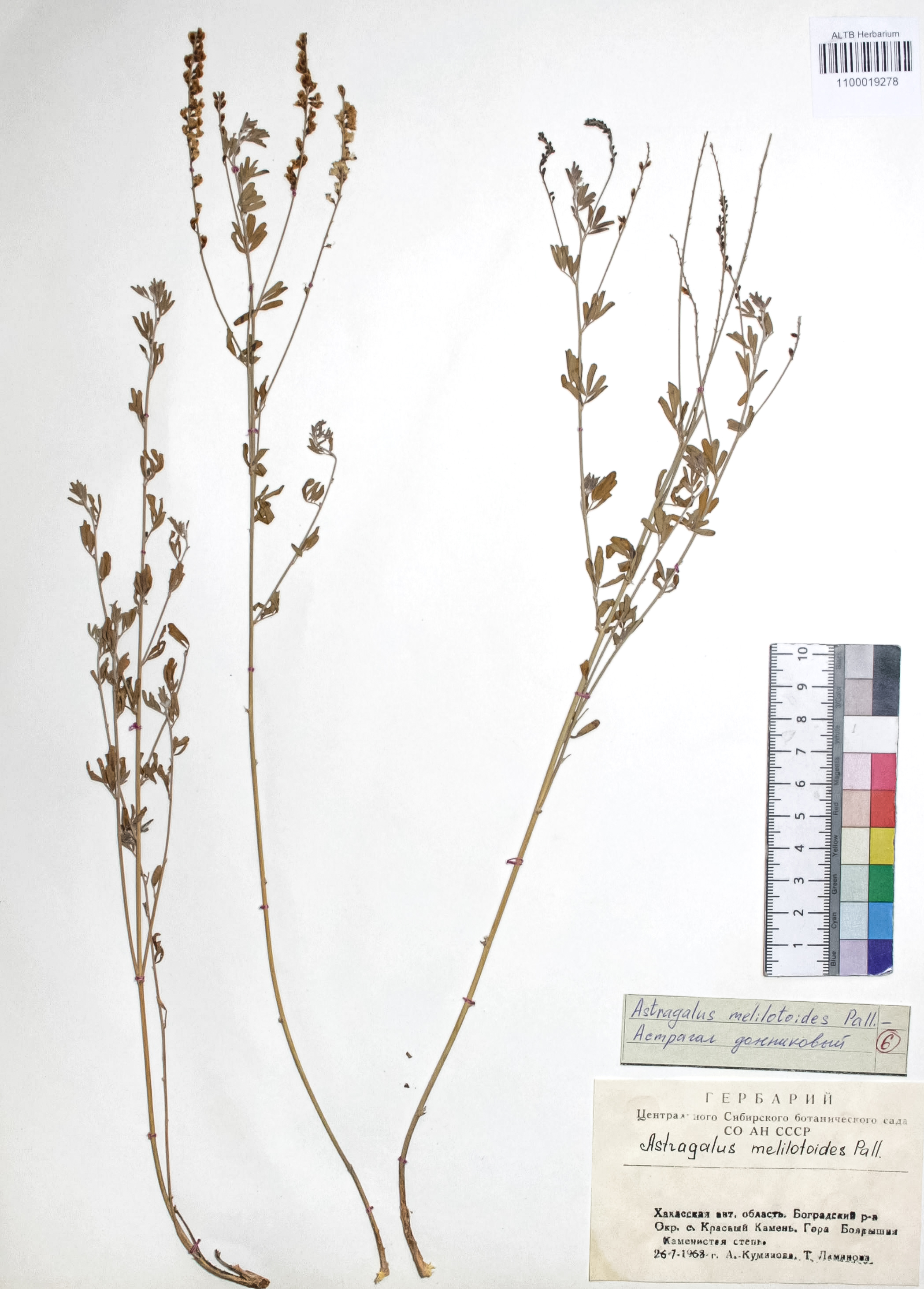 Astragalus melilotoides Pall.