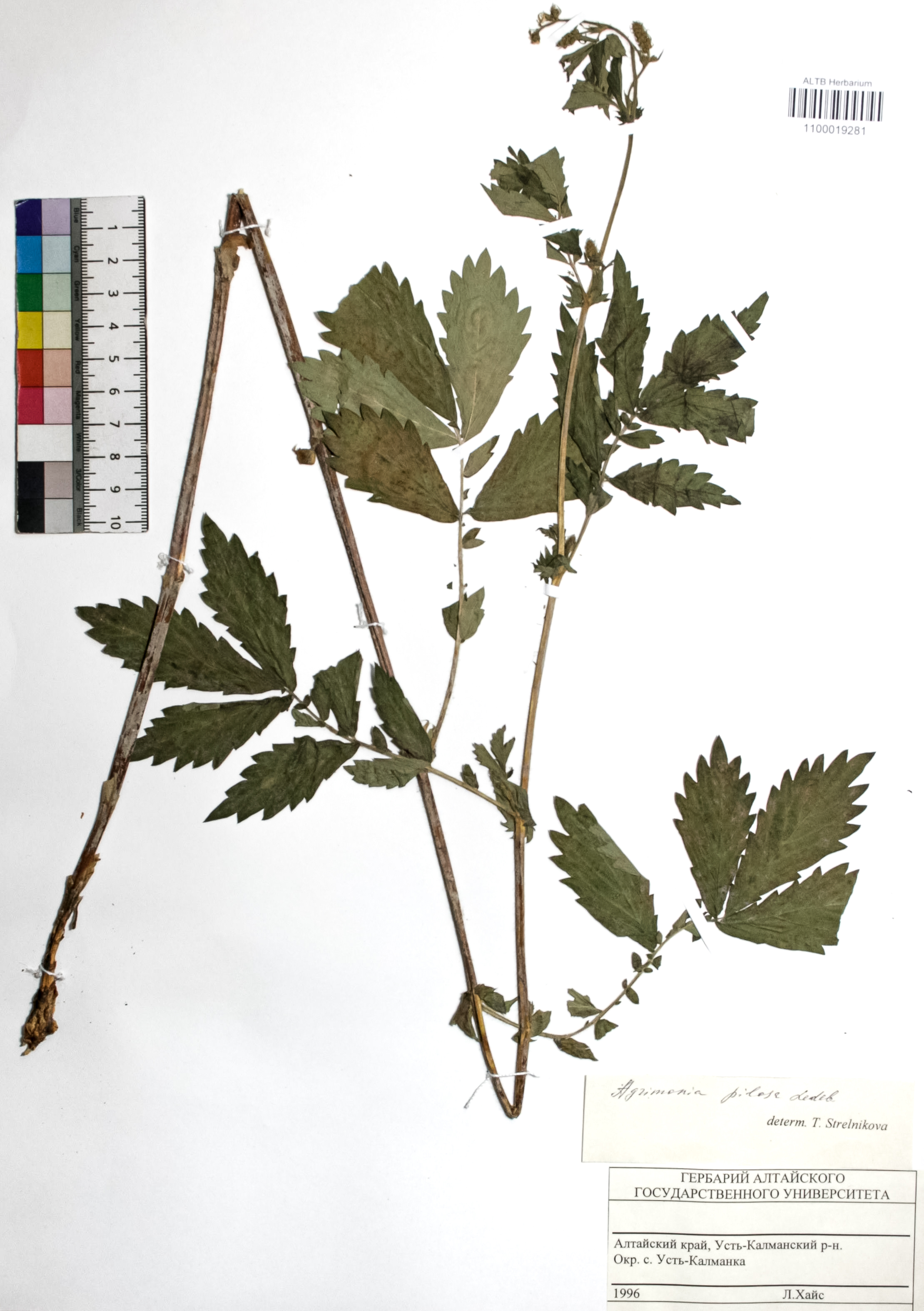 Agrimonia pilosa Ledeb.