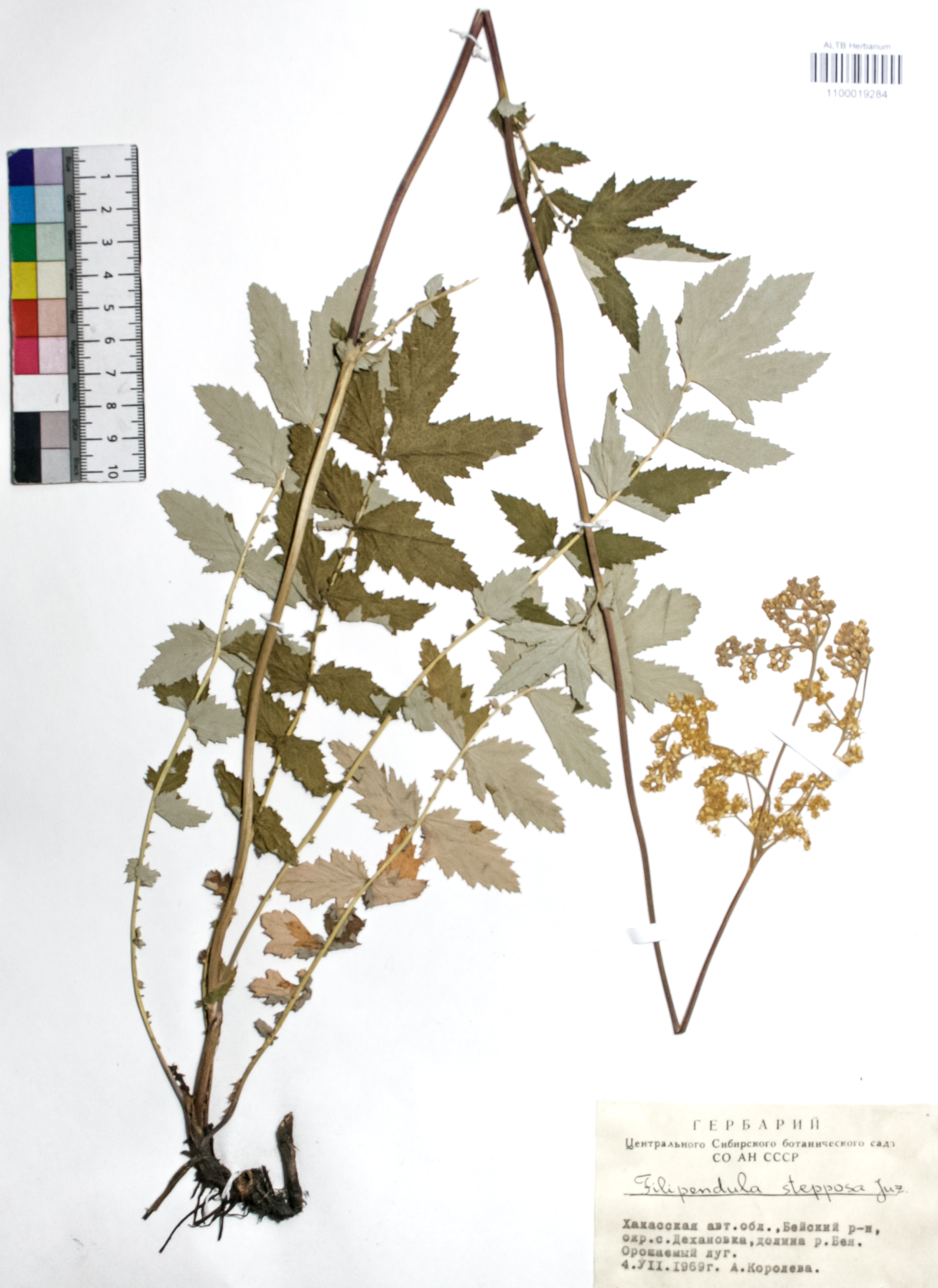 Filipendula stepposa Juz.
